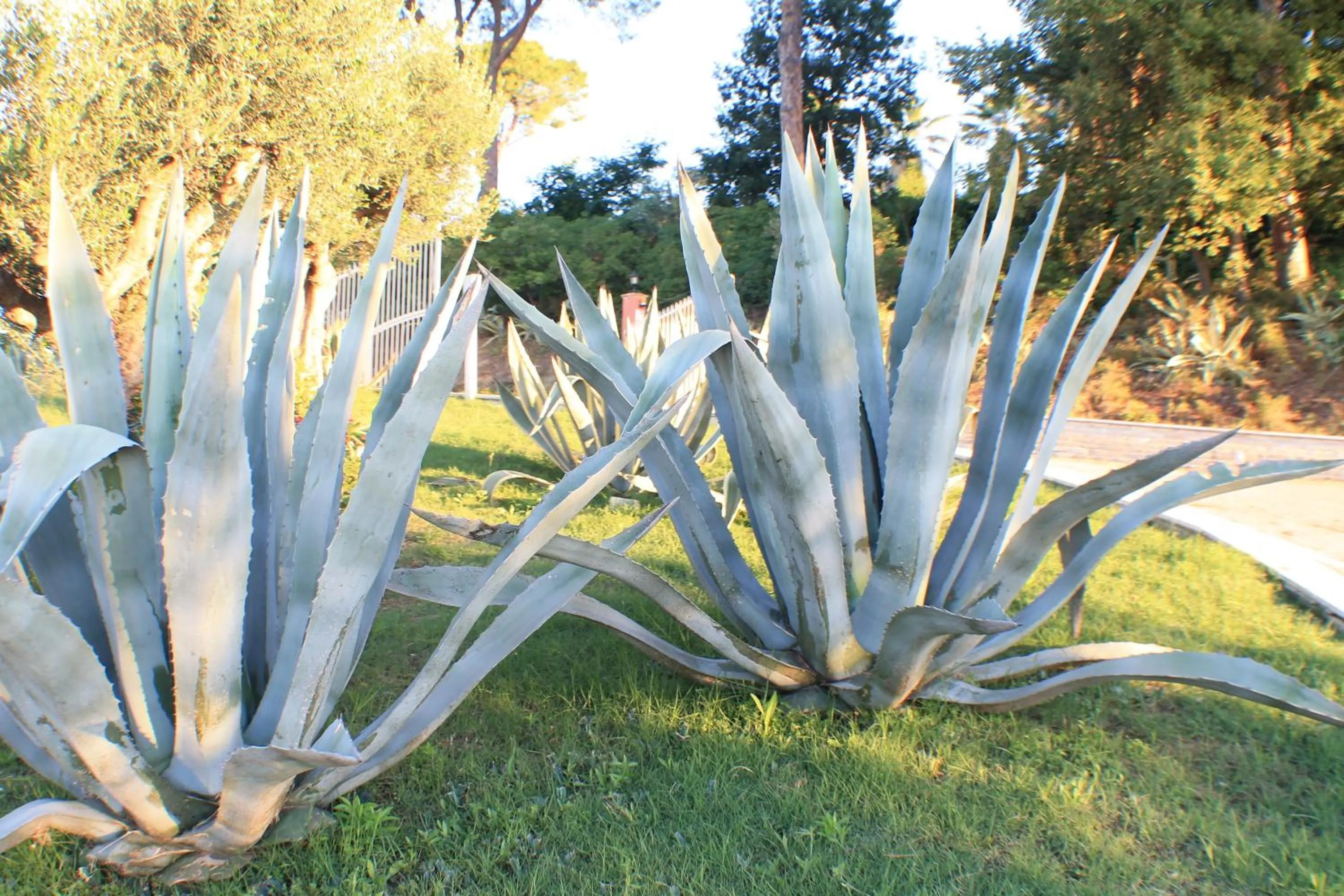 Garden in Il Parco Sul Mare Resort & SPA