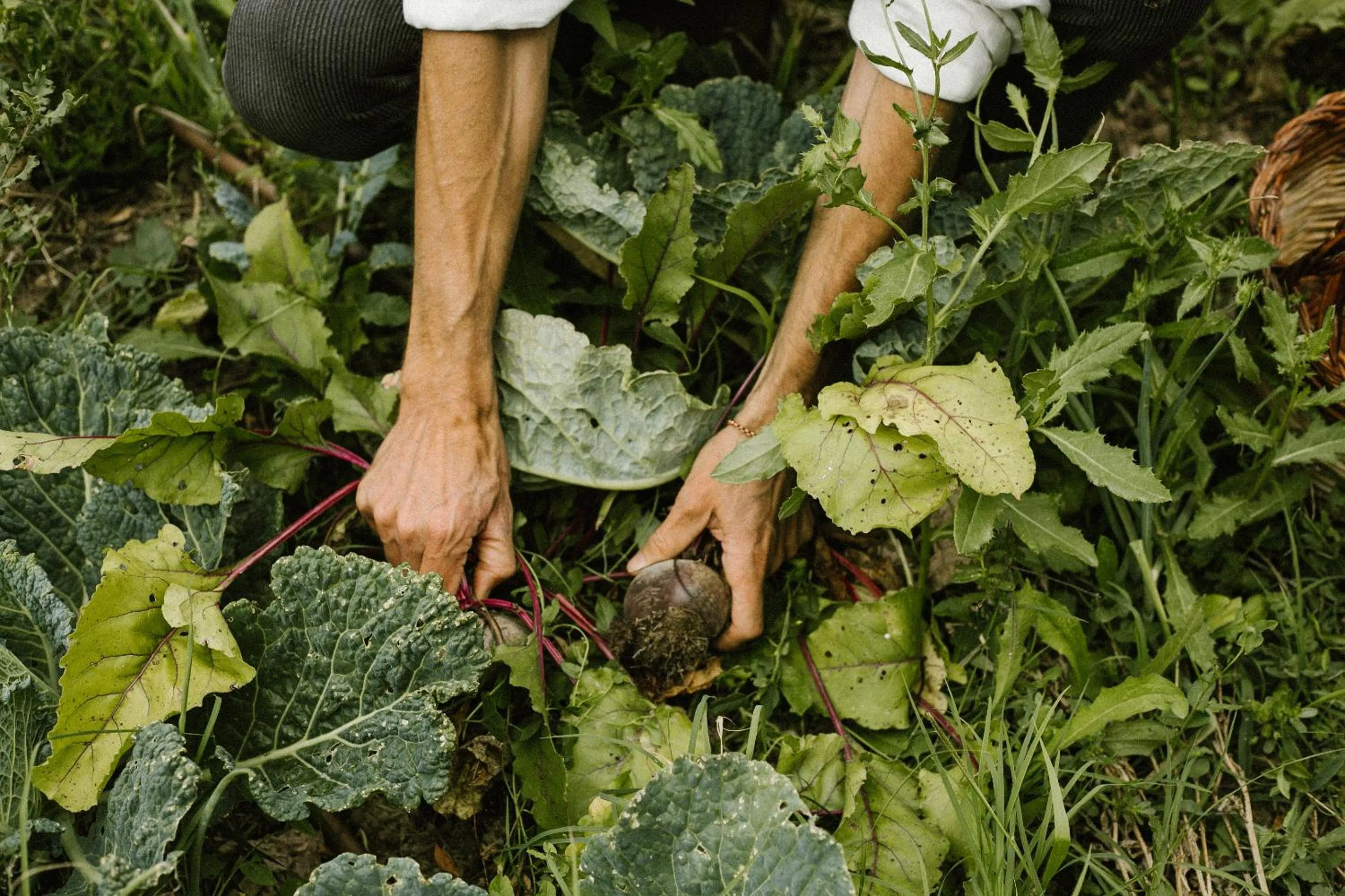 Garden in Agriturismo I Pini