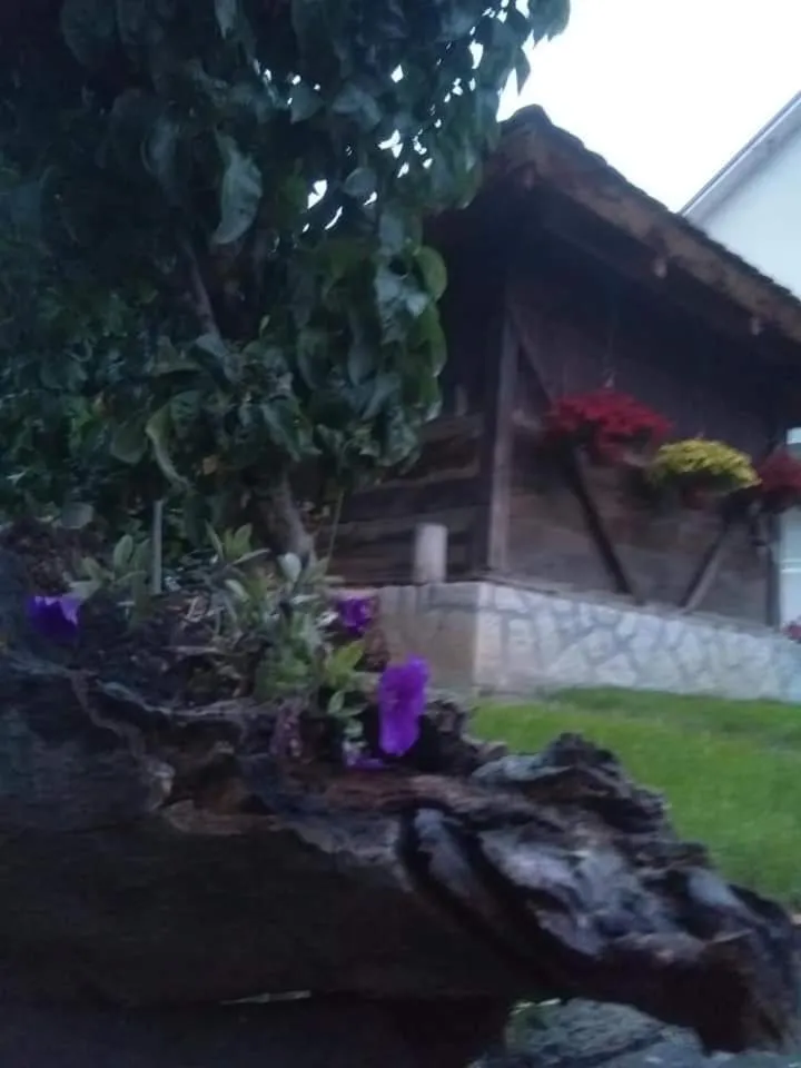 Garden view in Djurdja Apartment