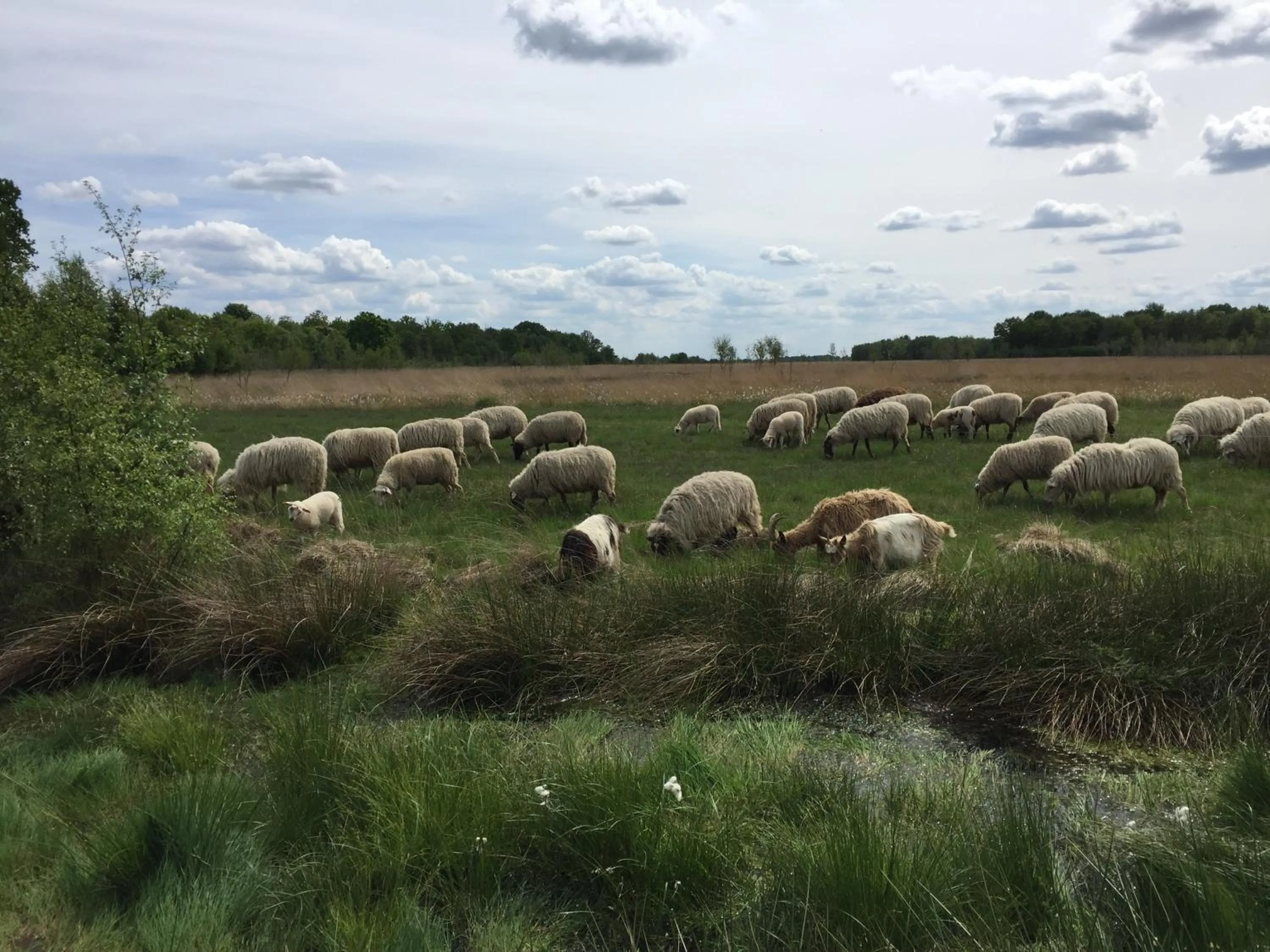 Nearby landmark in De Drie Berken