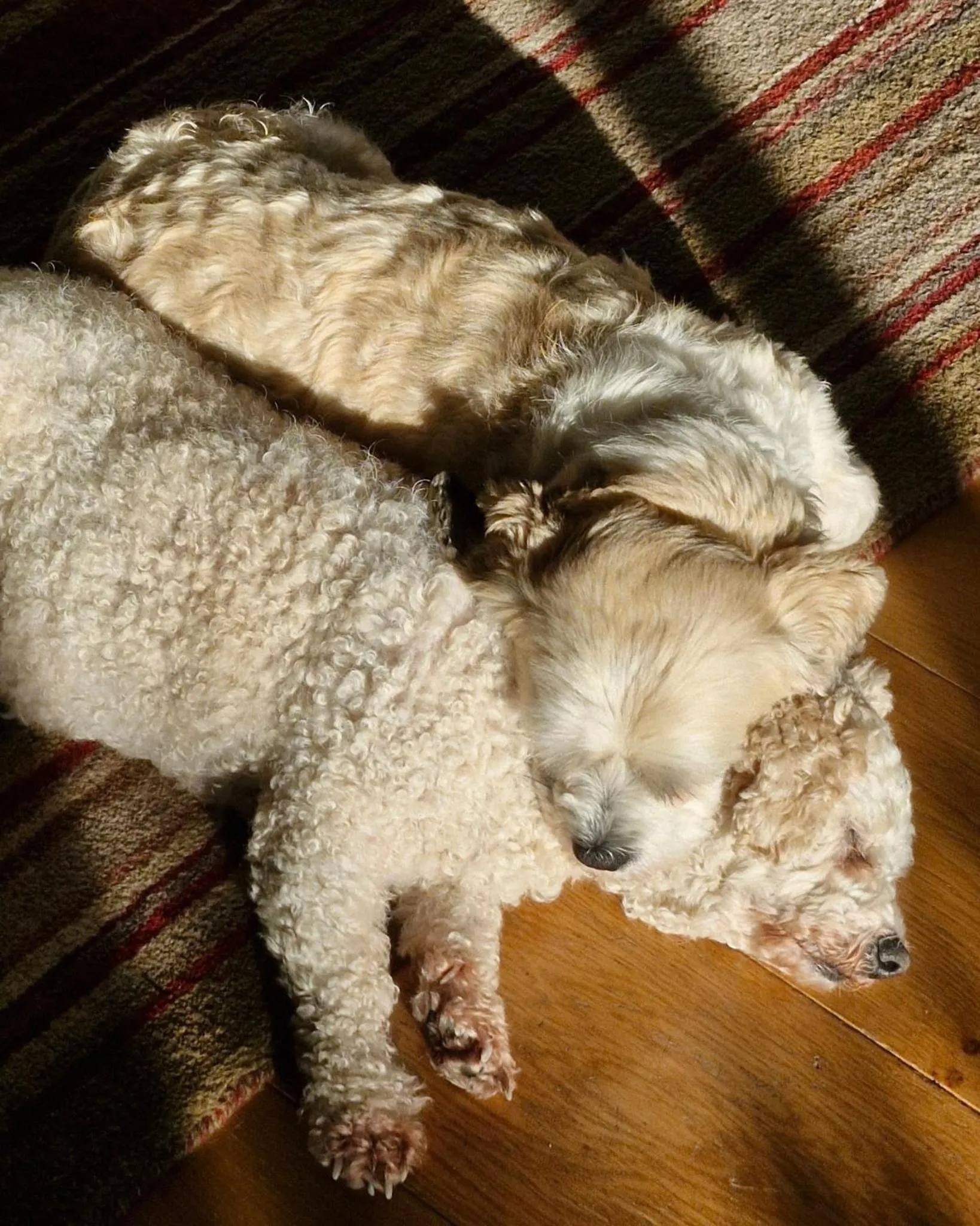 Pets in Luachra Lodge
