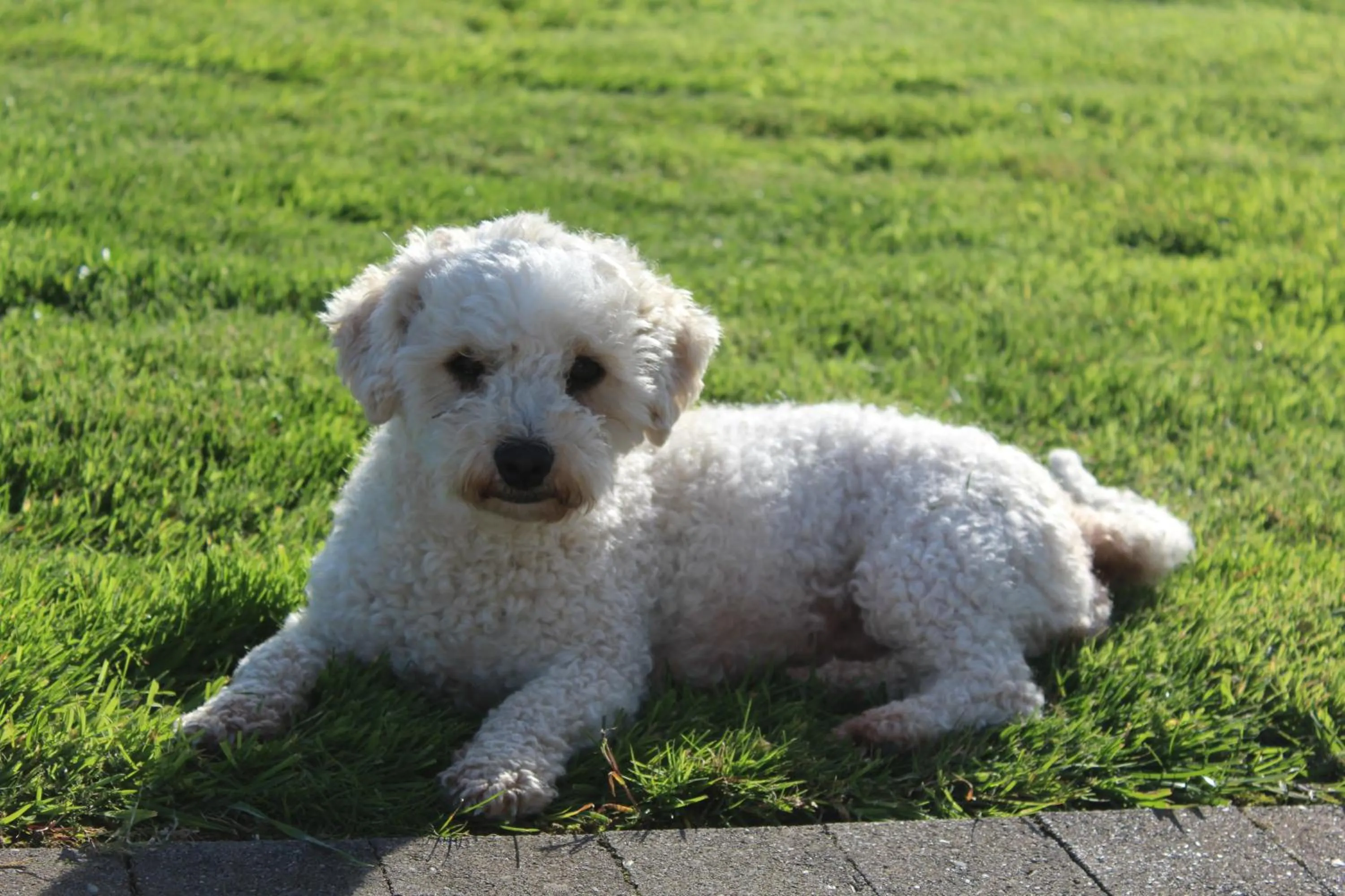 Pets in Luachra Lodge
