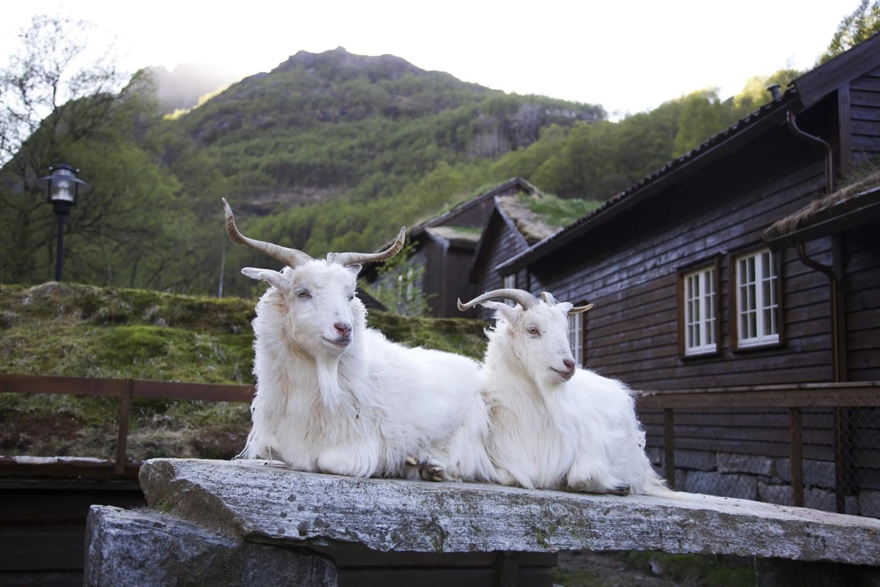 Pets in Byrkjedalstunet Hotell