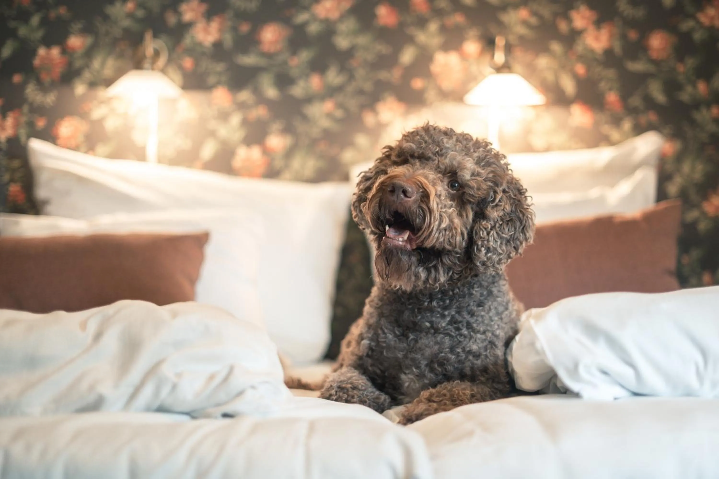 Pets, Bed in Kronen Gaard Hotel
