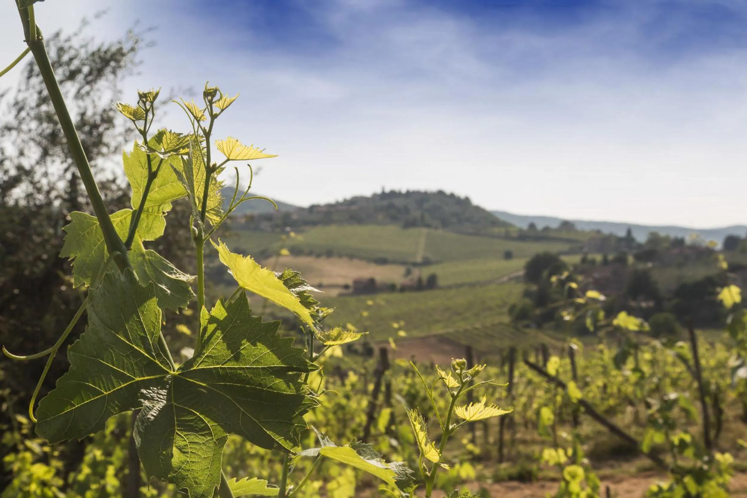 View (from property/room) in Relais Santa Cristina