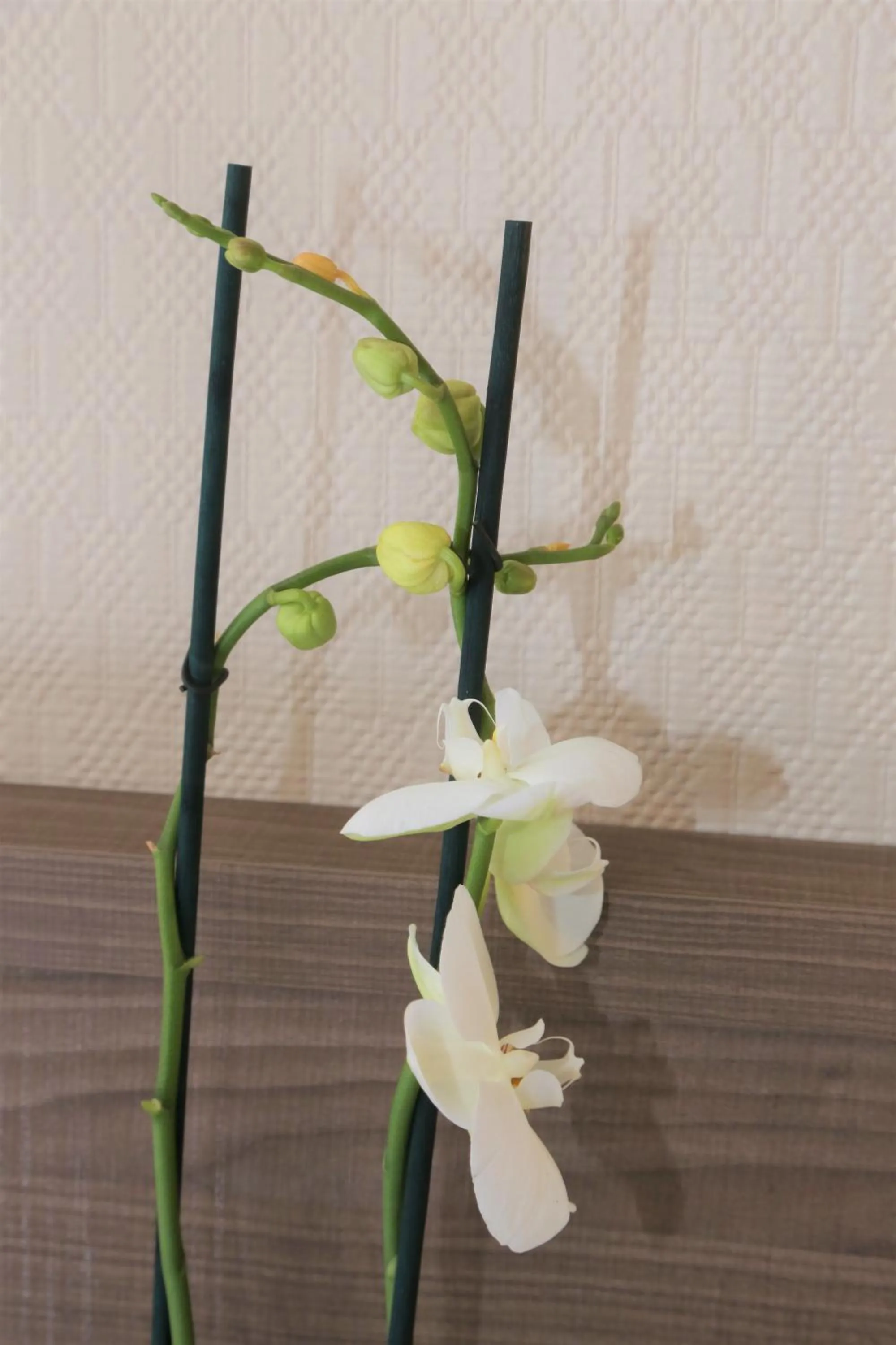 Decorative detail in Logis L'Ecu De France