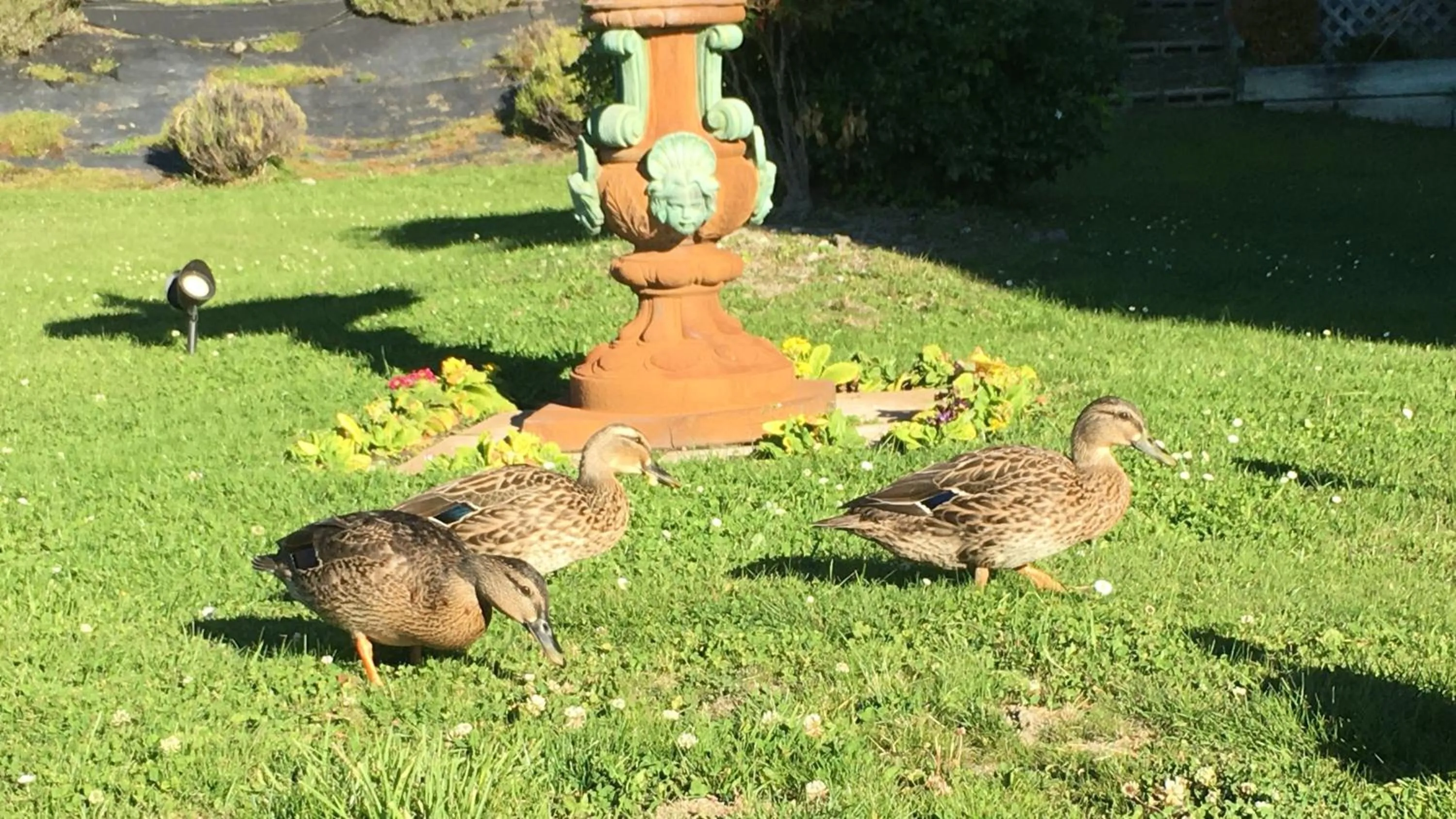 Garden in Lake Wanaka Lodge