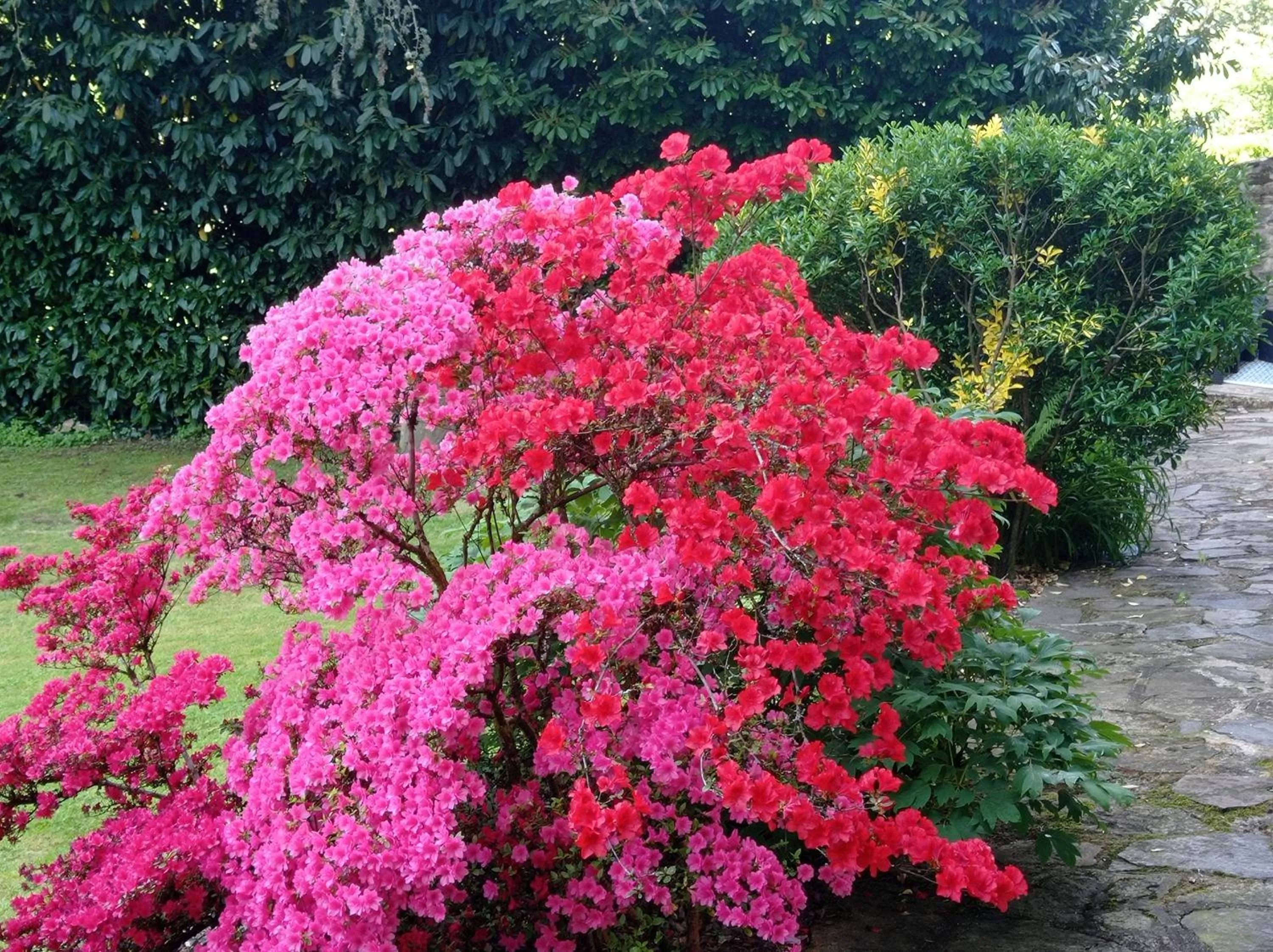 Garden in Logis Hôtel AMBROISE