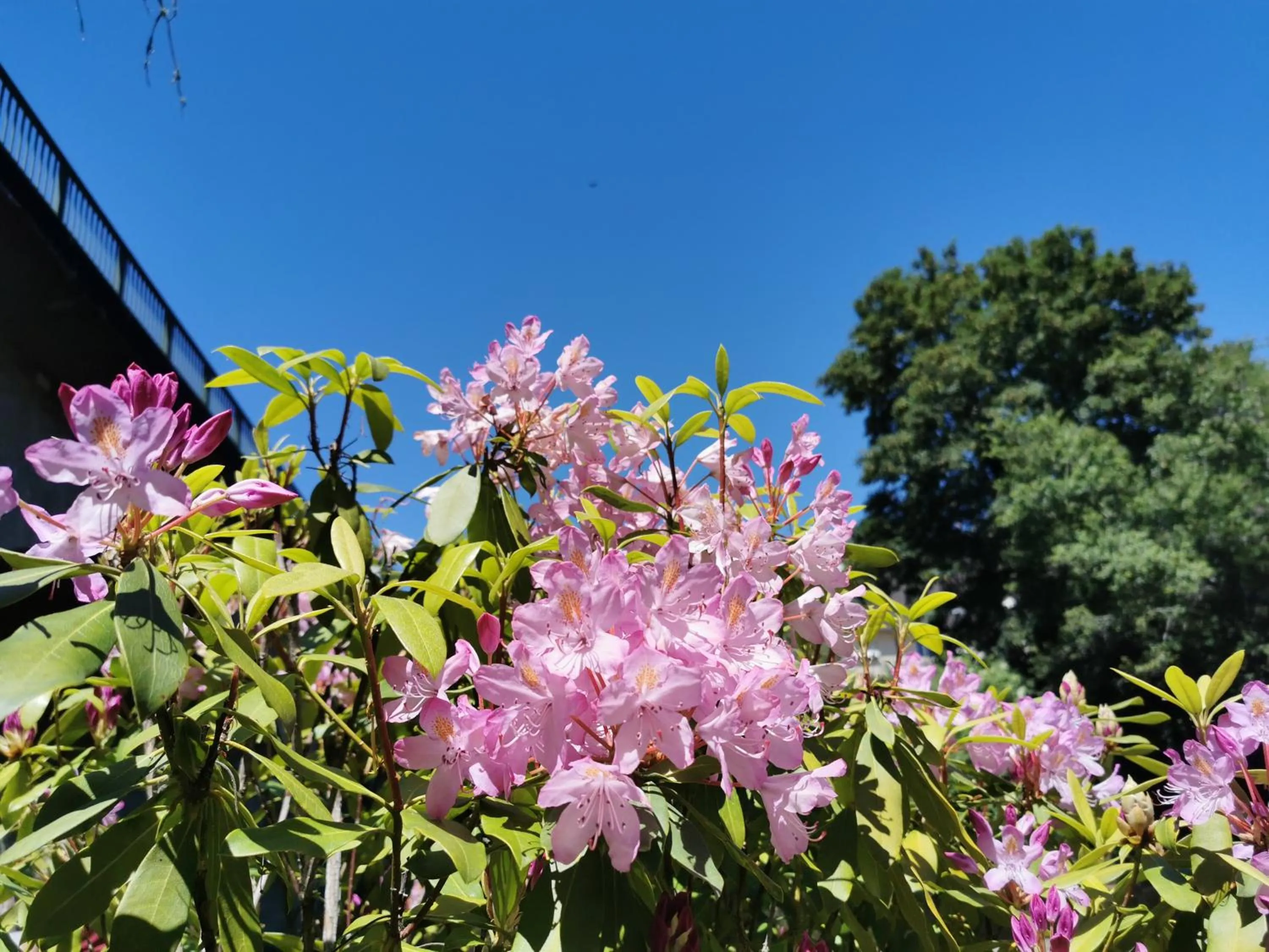 Garden in Logis Hôtel AMBROISE