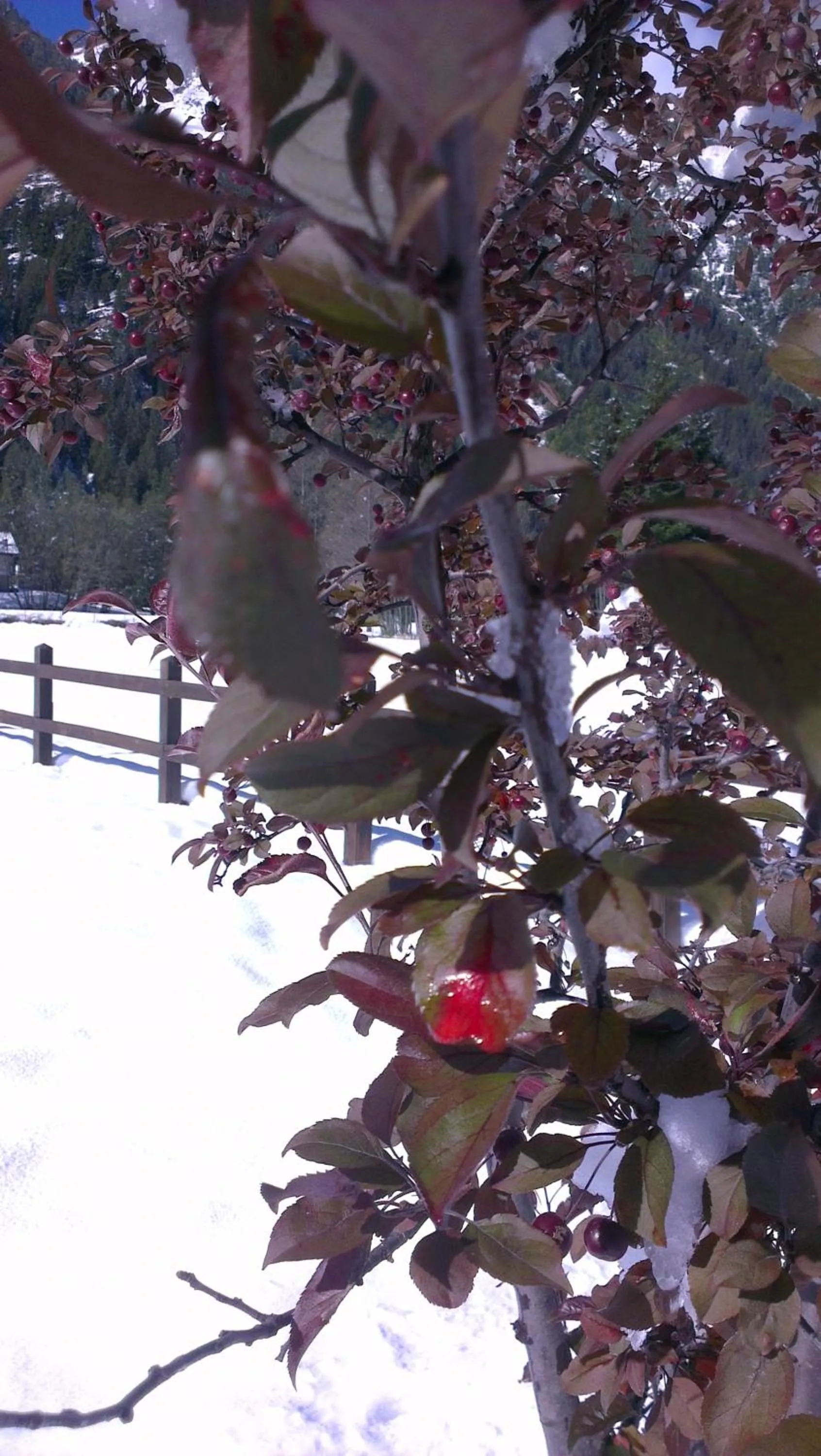 Garden in Margherita Camping & Resort