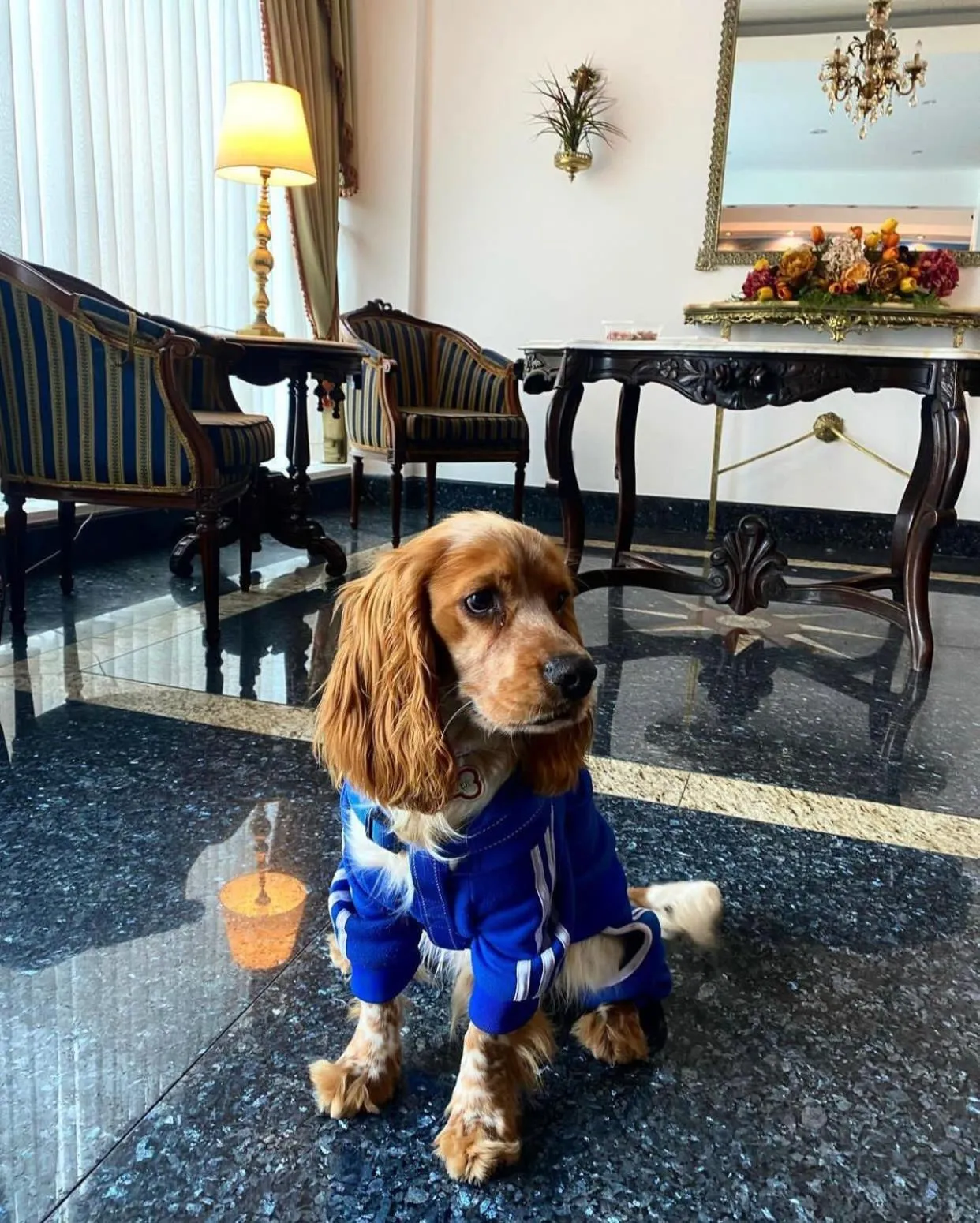 Pets in Hotel Monte Real