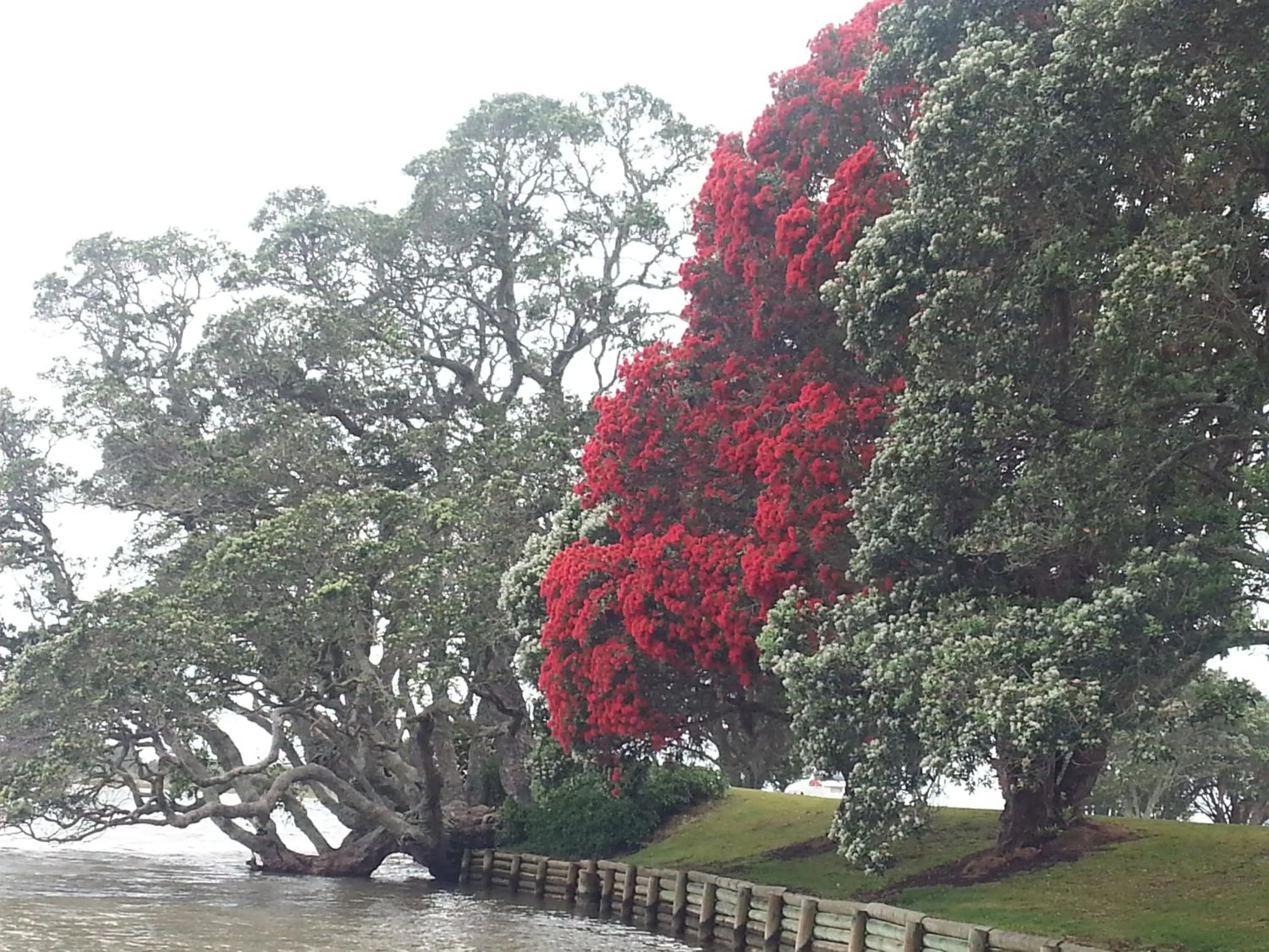 Garden in Athenree Hot Springs & Holiday Park