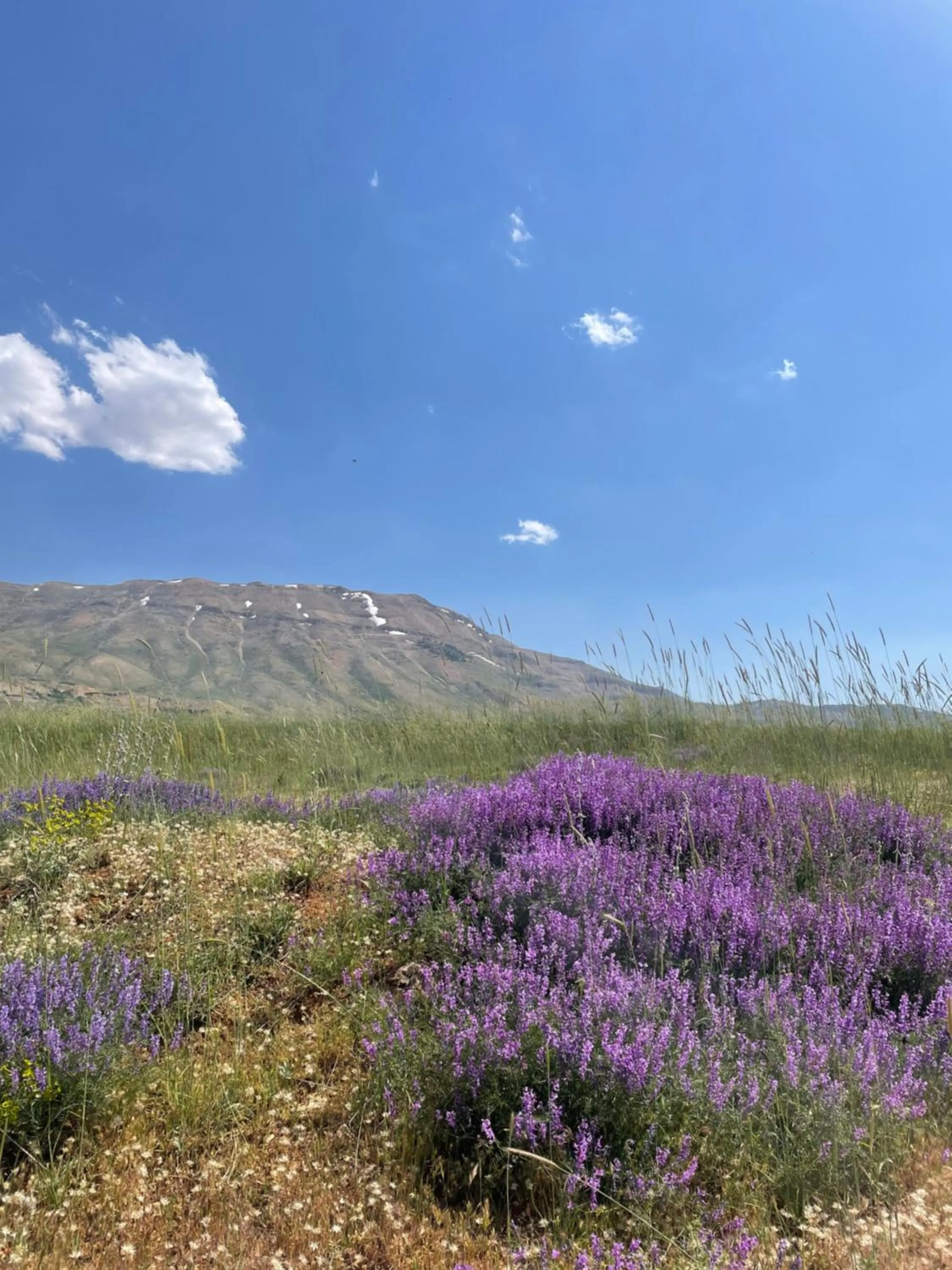 Spring in Le Cedrus Hotel