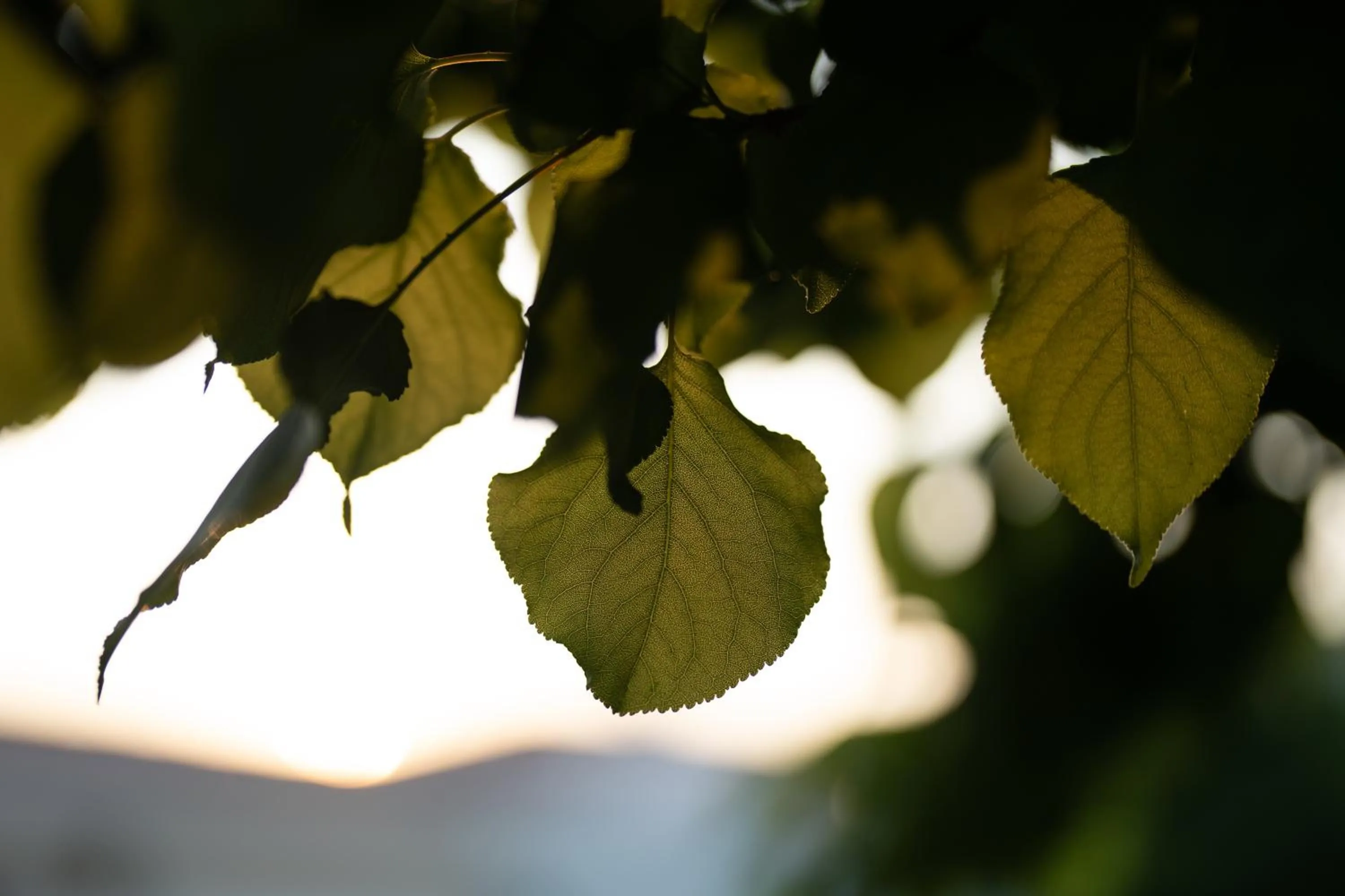 Garden in Sedirli Ev
