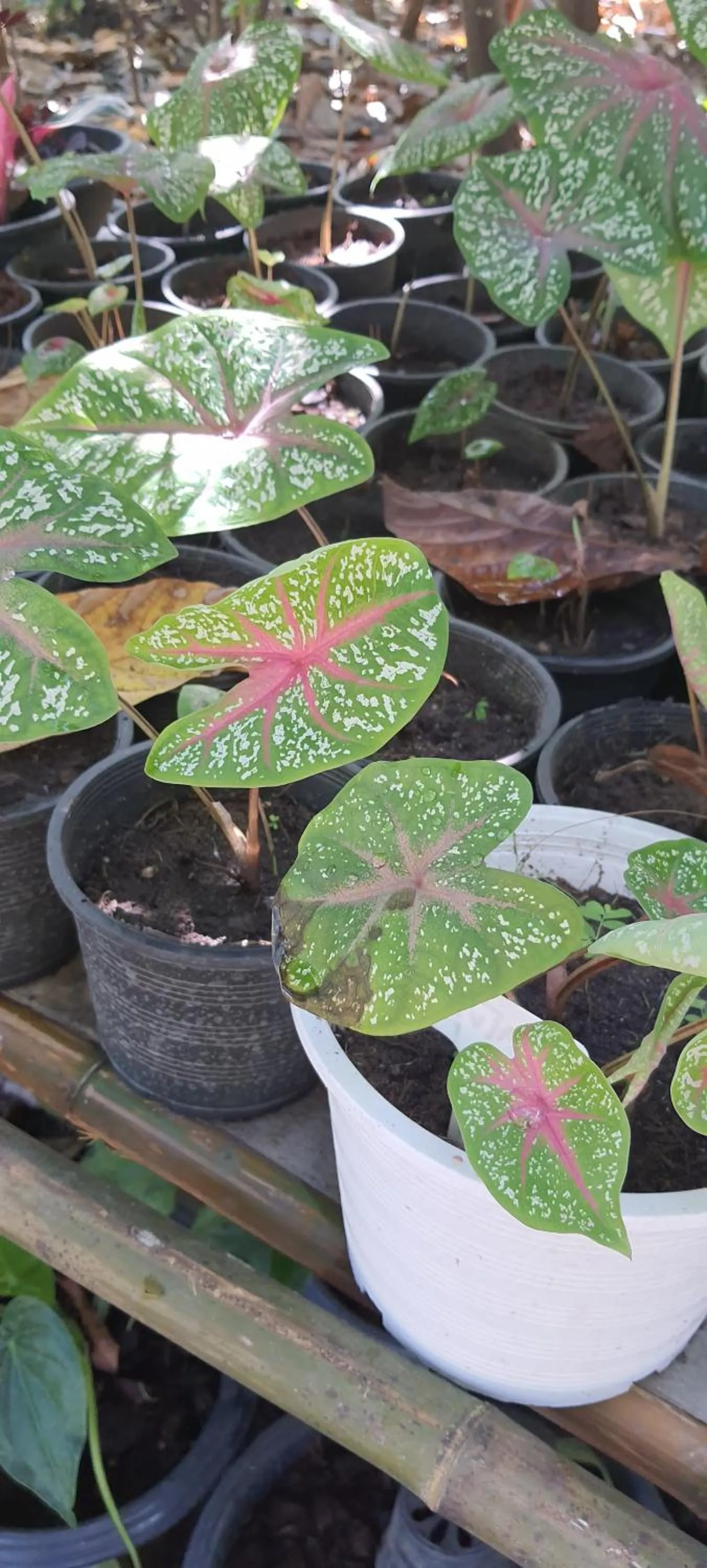 Saengcha Farm Resort