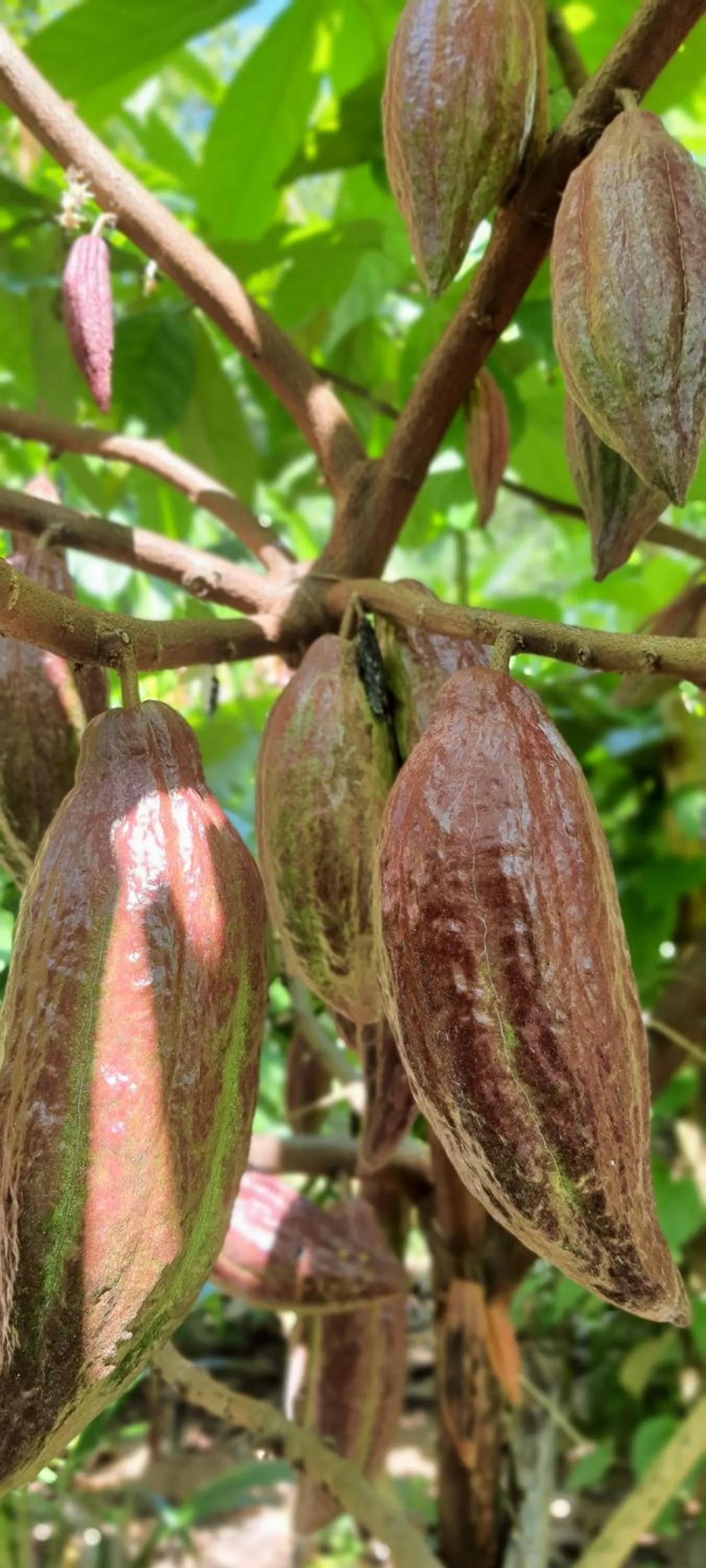 Saengcha Farm Resort