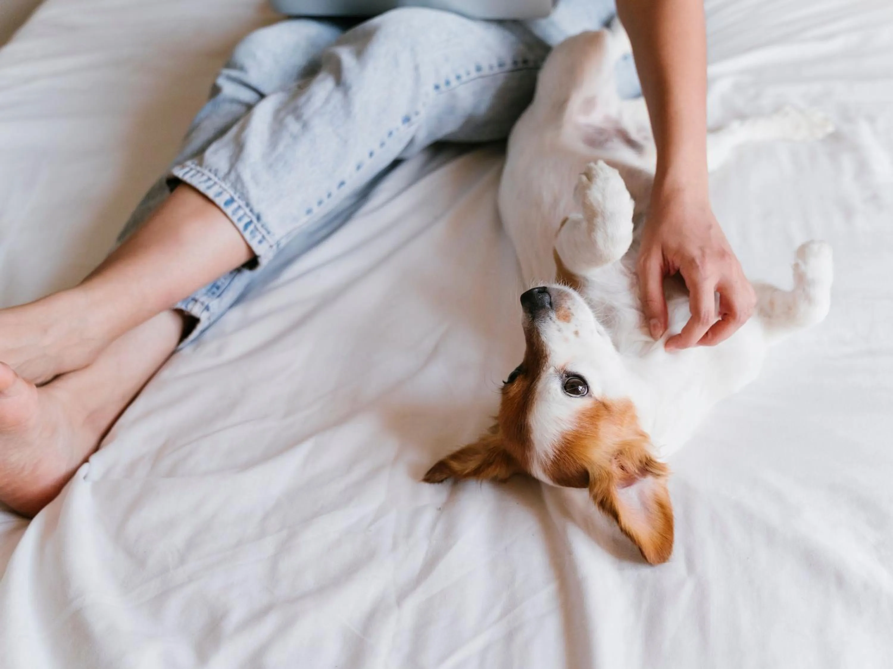 pet friendly in Alcocebre Suites Hotel