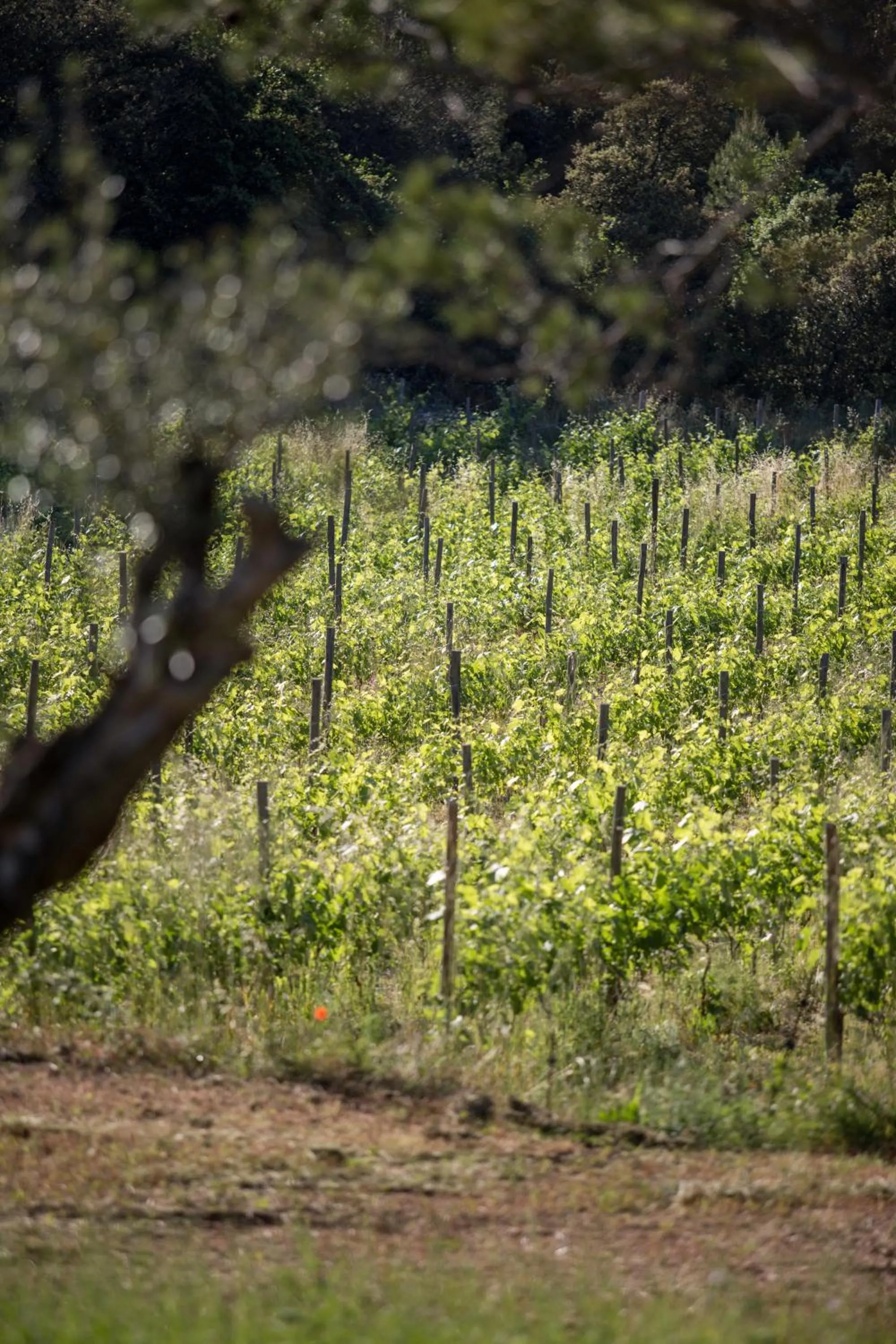 Natural landscape in Domaine Monte Verdi