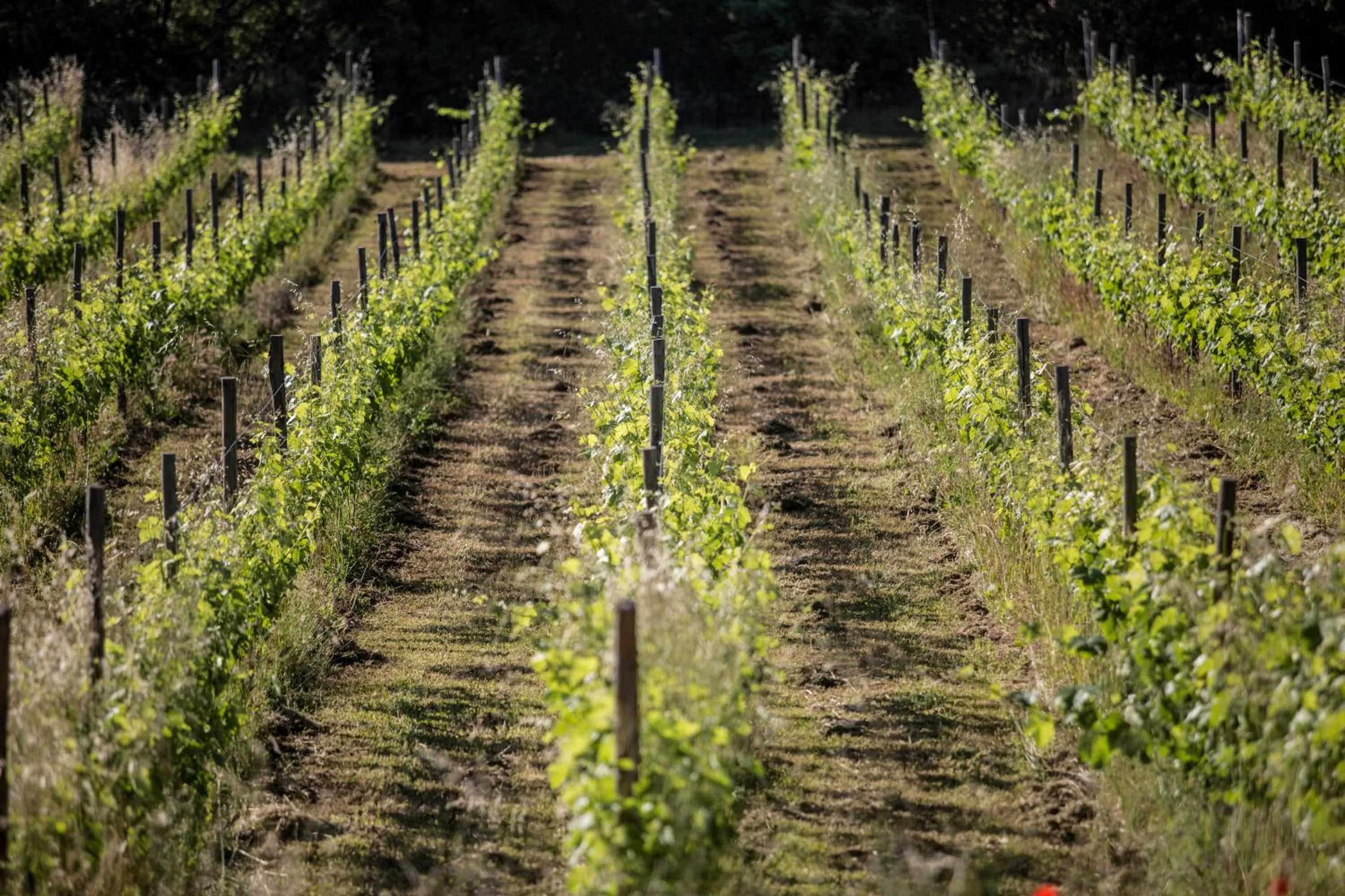 Natural landscape in Domaine Monte Verdi
