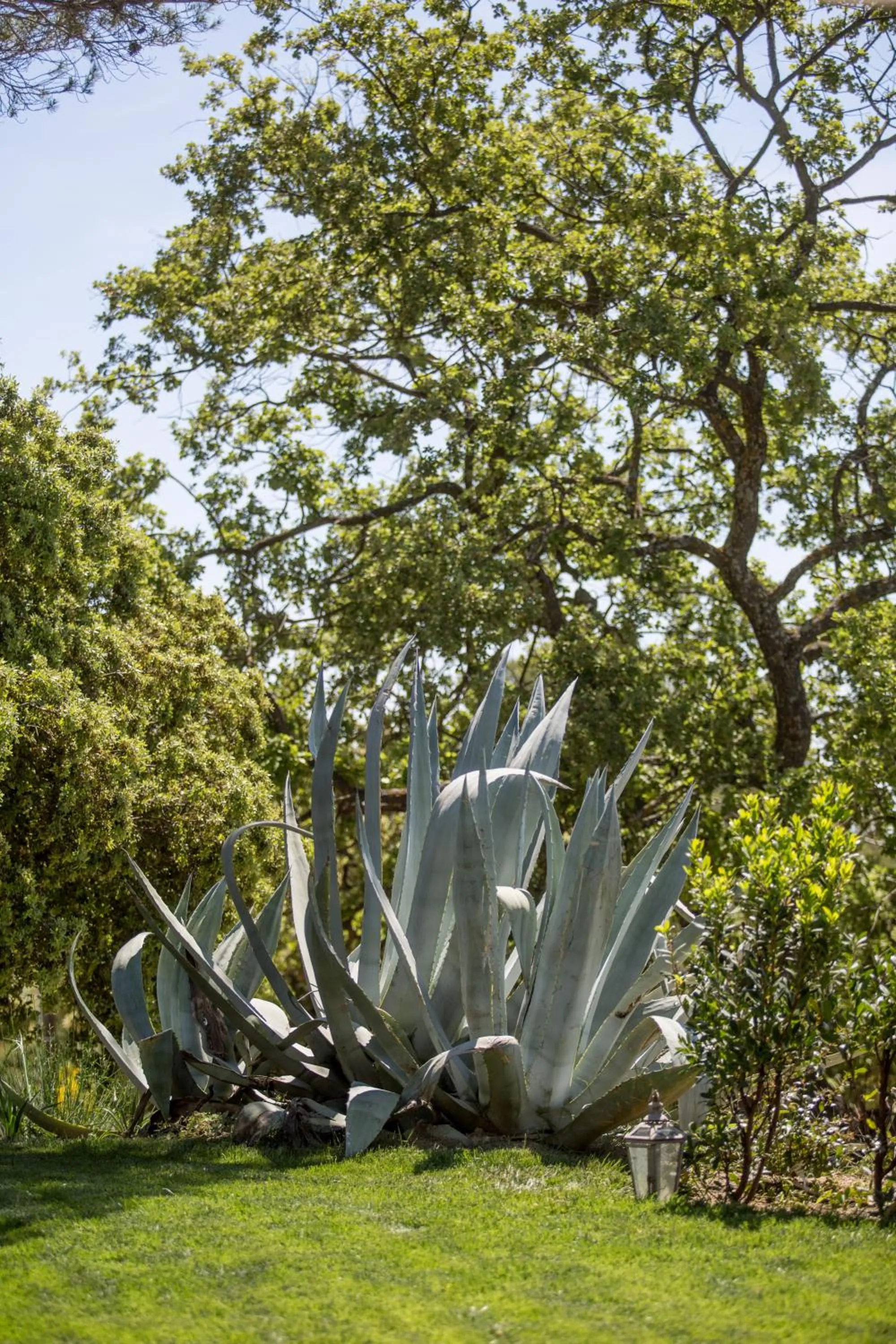 Garden in Domaine Monte Verdi