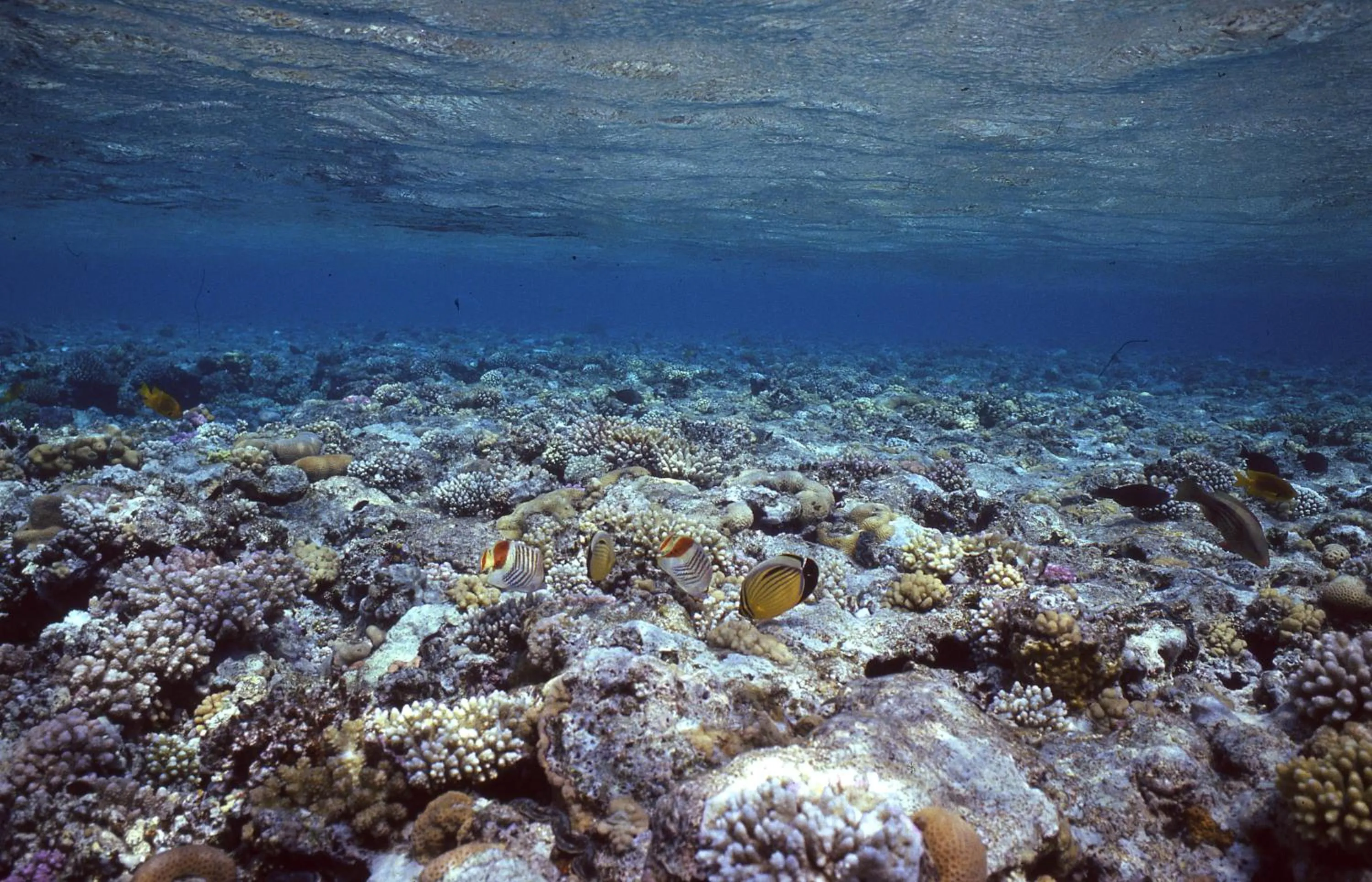 Diving in Star Of Dahab Hotel