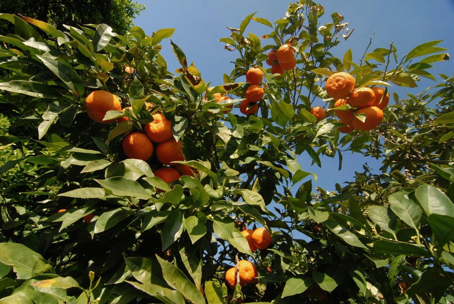 Food in La Dimora Le Fumarole B&B