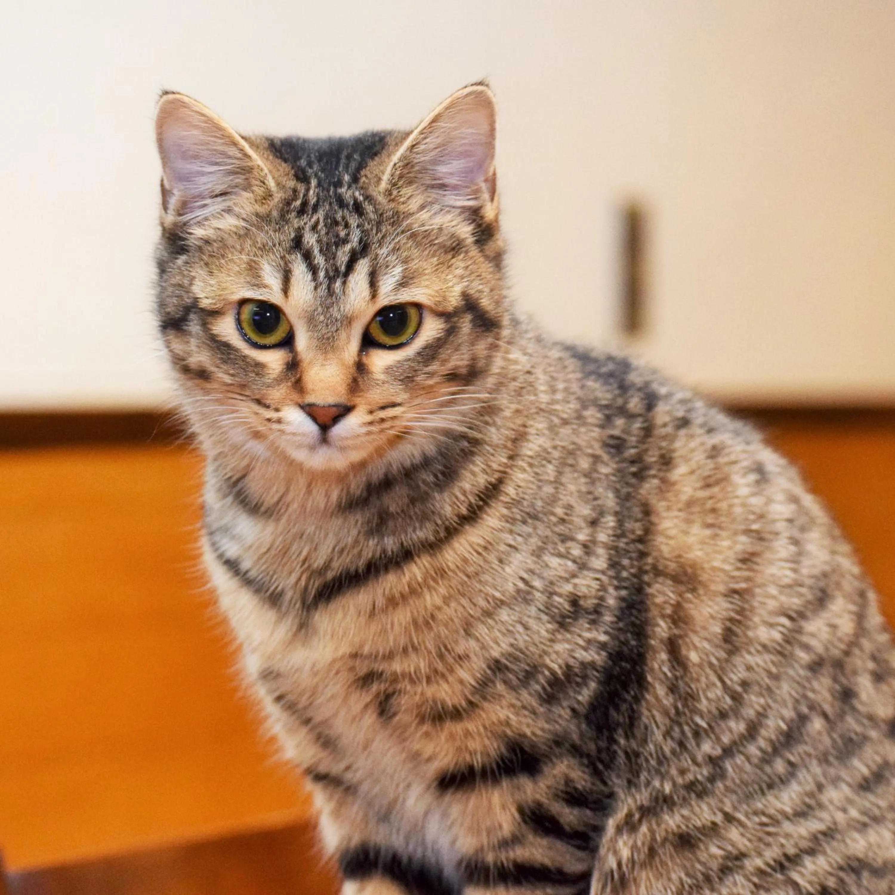 Pets in Kurumayama Kogen Guesthouse Urara