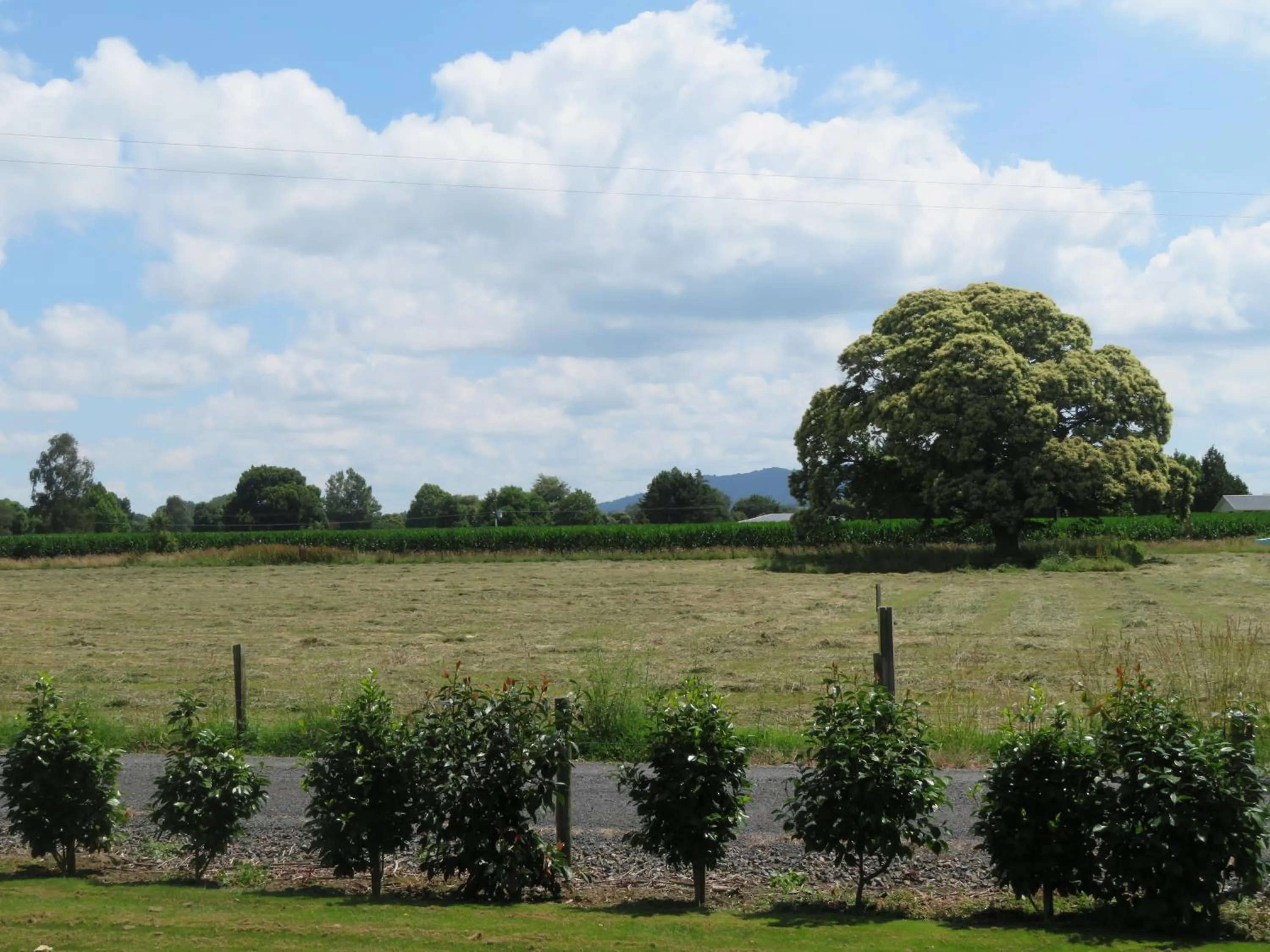 Mountain view in Walnut Lodge B&B