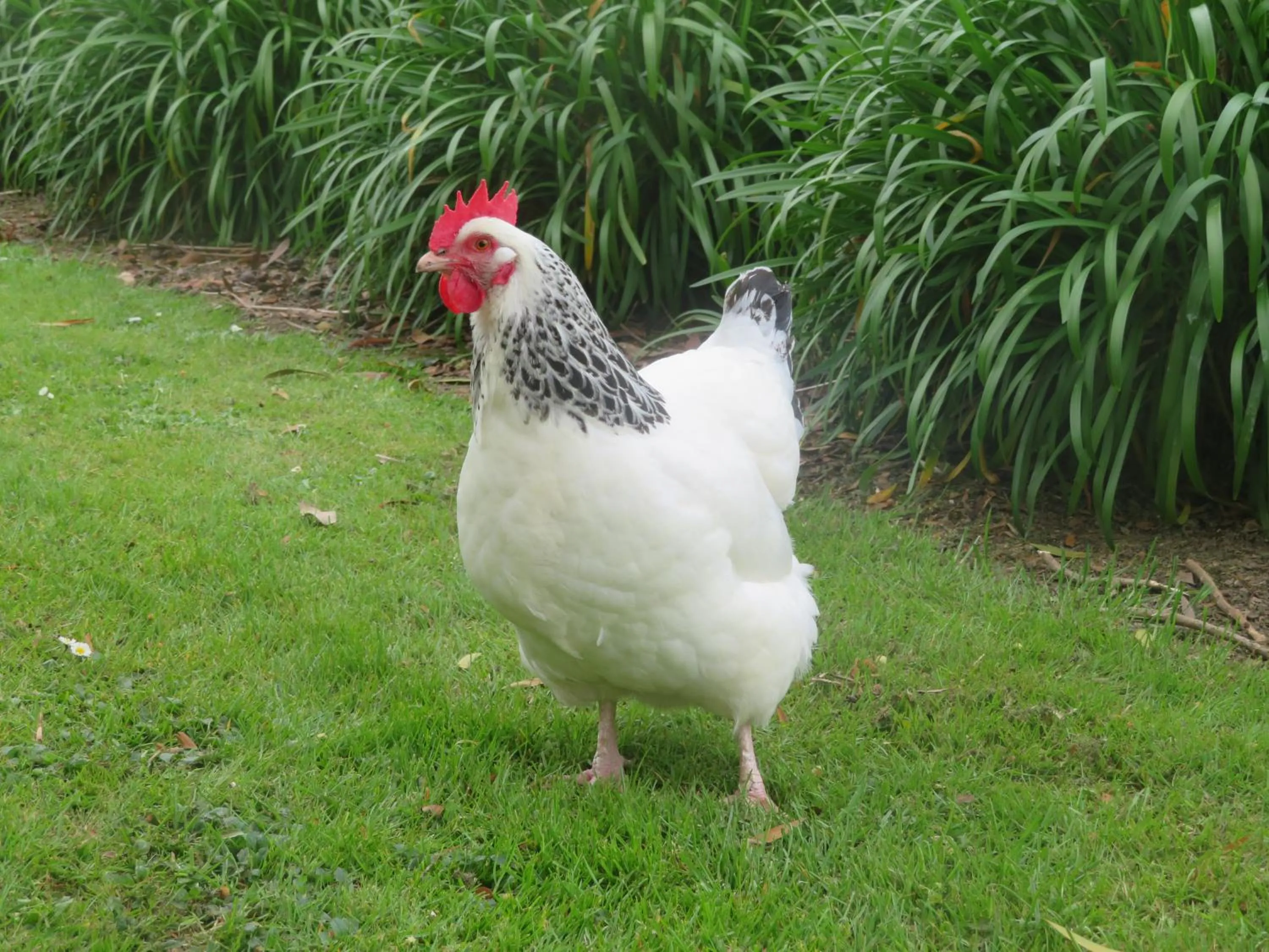 Pets in Walnut Lodge B&B