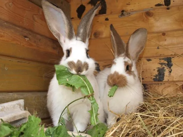 Pets in Landhotel zum Honigdieb
