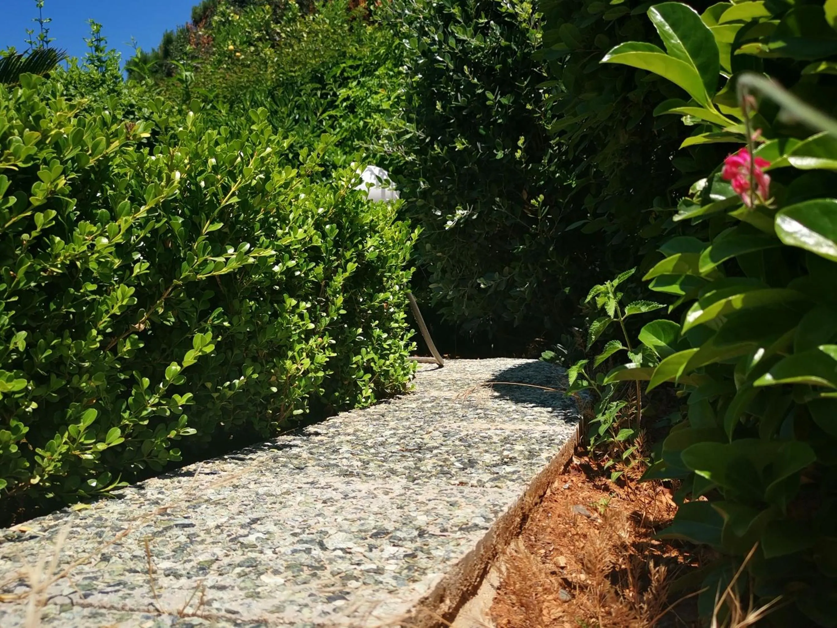 Garden in Natalie Apartments