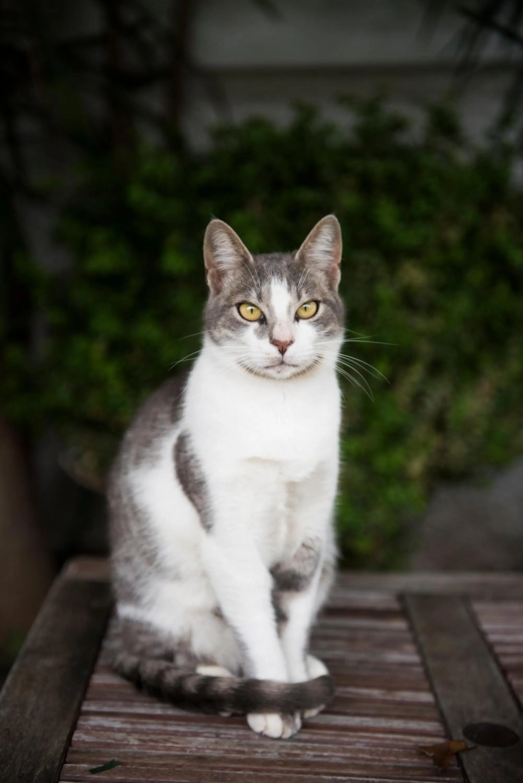 Pets in Natalie Apartments