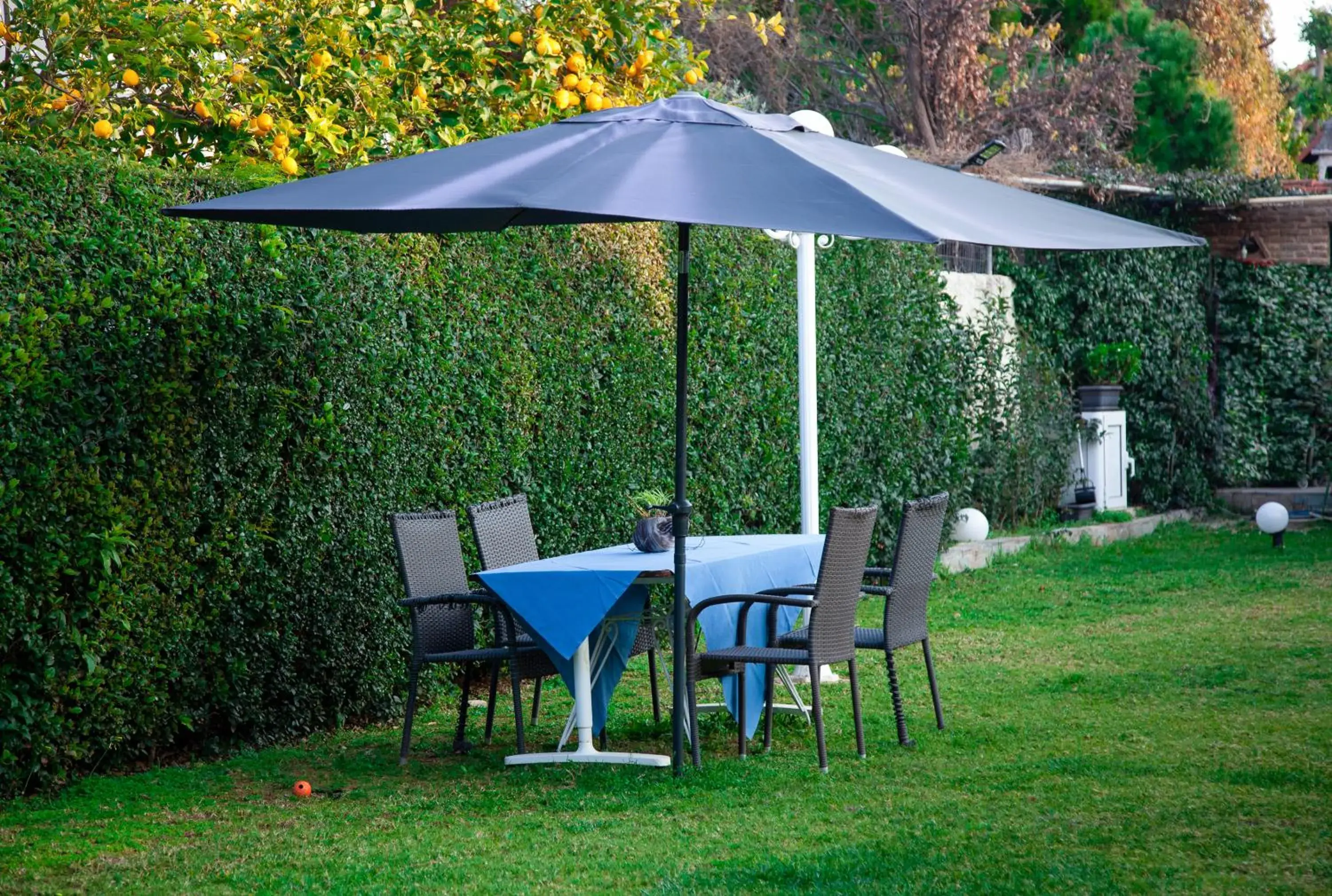 Garden view in Natalie Apartments Garden view in Natalie Apartments