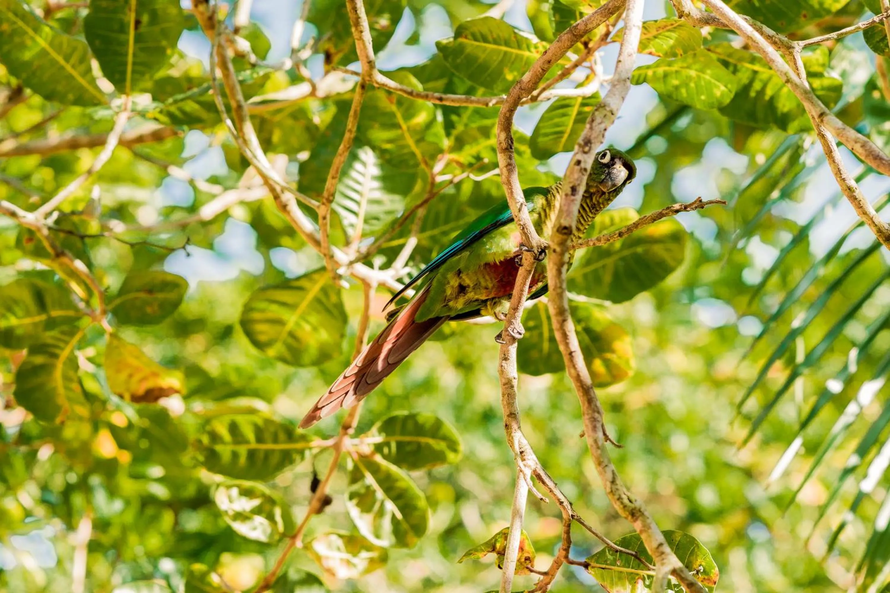 Garden in Recanto das Tiribas