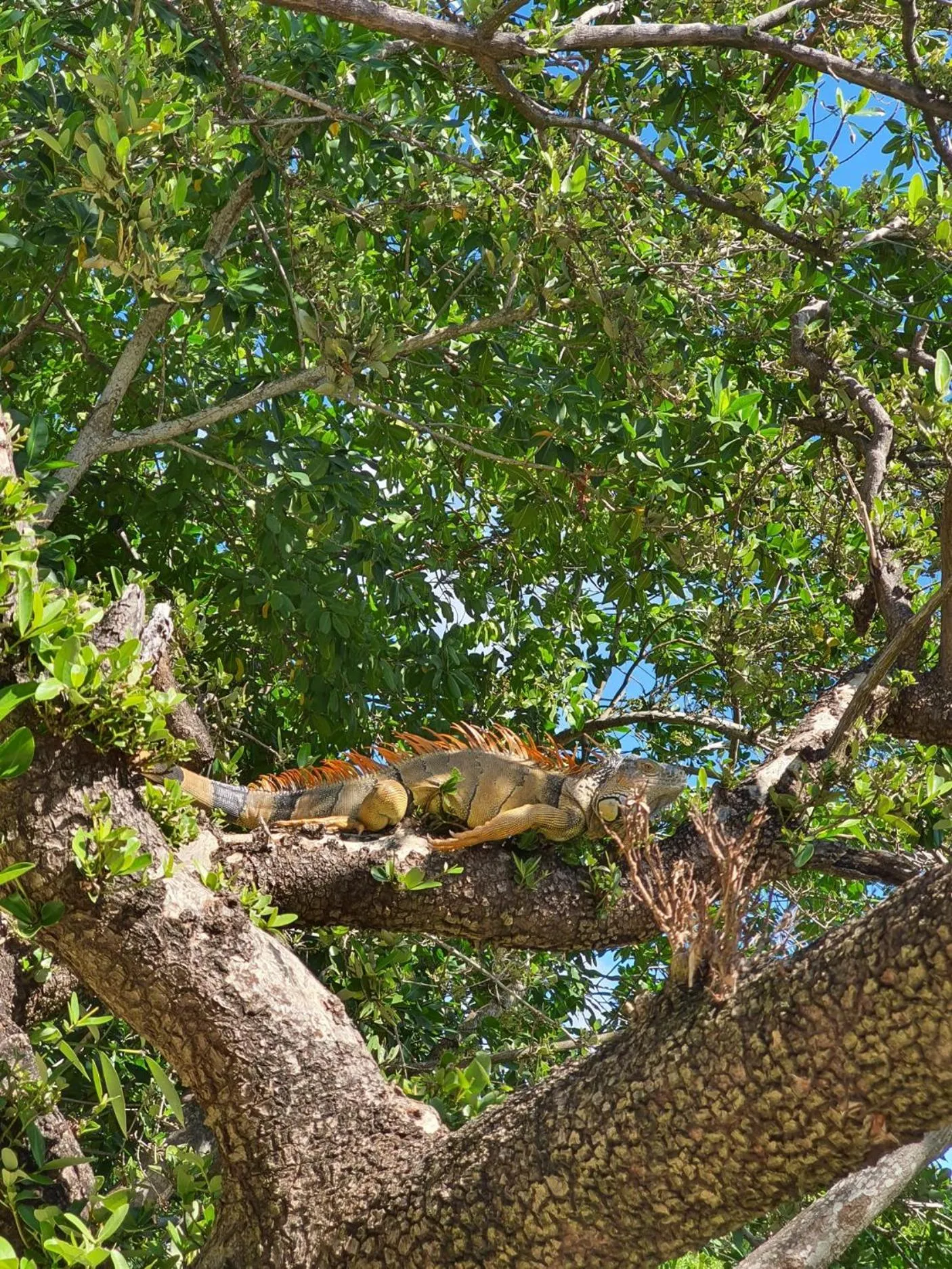 Animals in Bella Vista Resort Belize