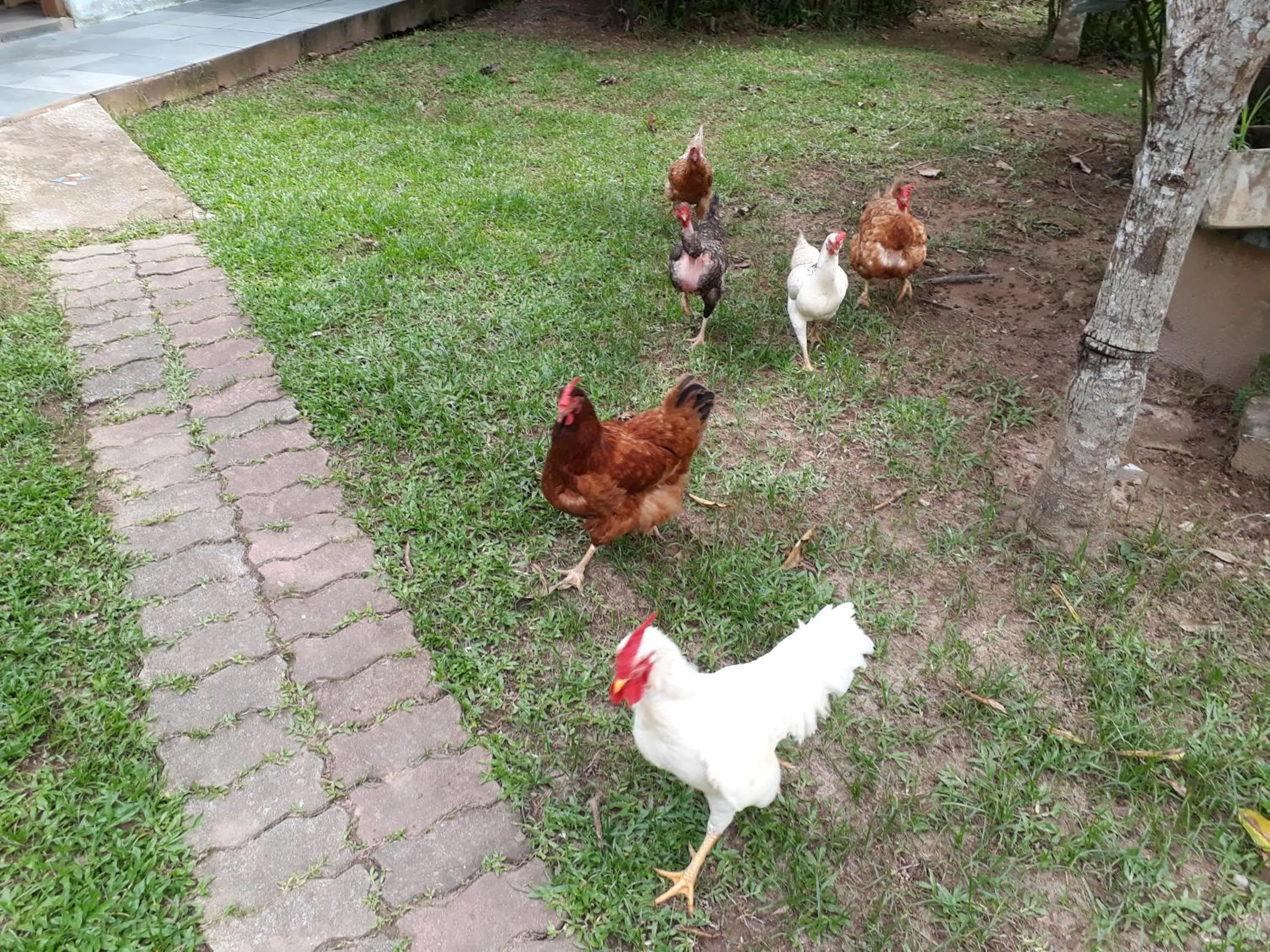 Pets in Aconchego 3 dorms, piscina, churrasq em Condomínio Fechado