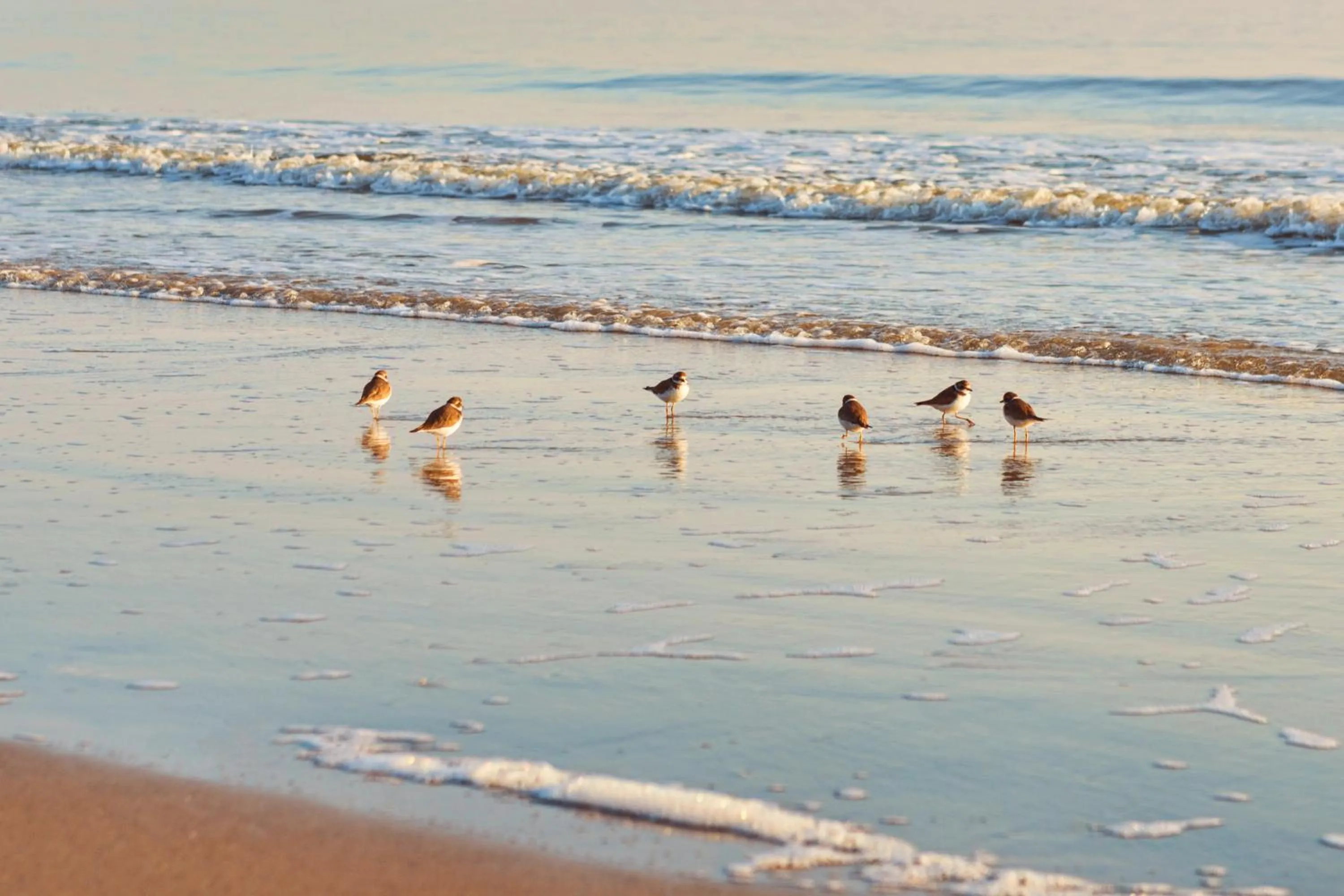 Beach in Jekyll Ocean Club Resort