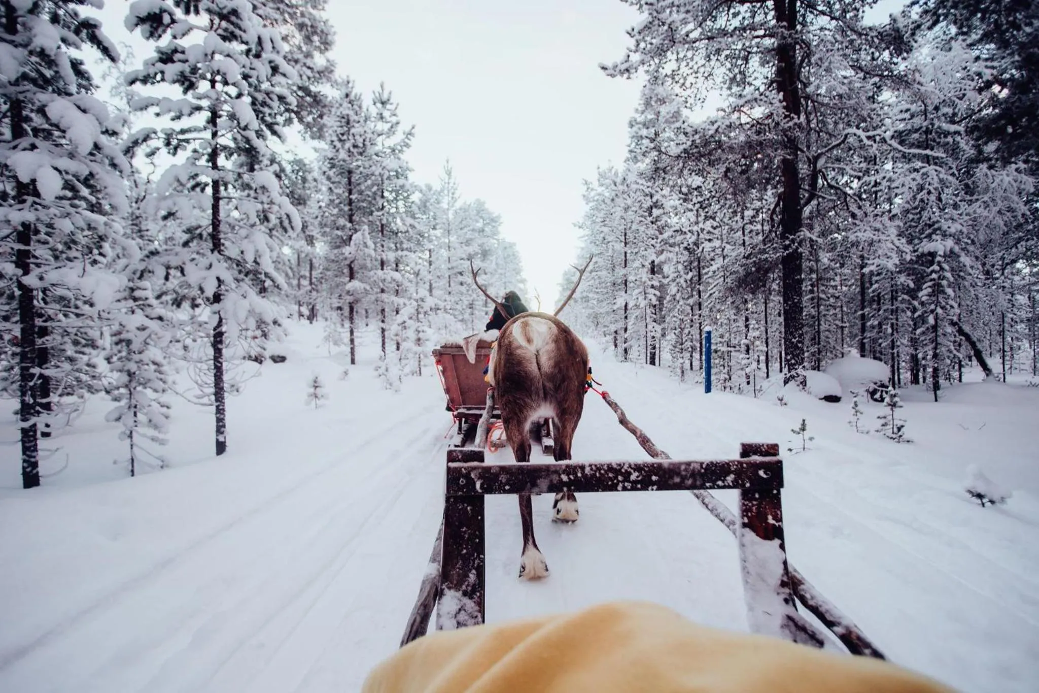 Natural landscape in Holiday Village Inari