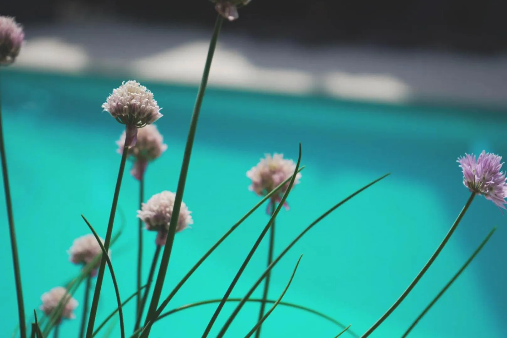 Swimming pool in Logis Hôtel - Restaurant Résidence Les Cèdres