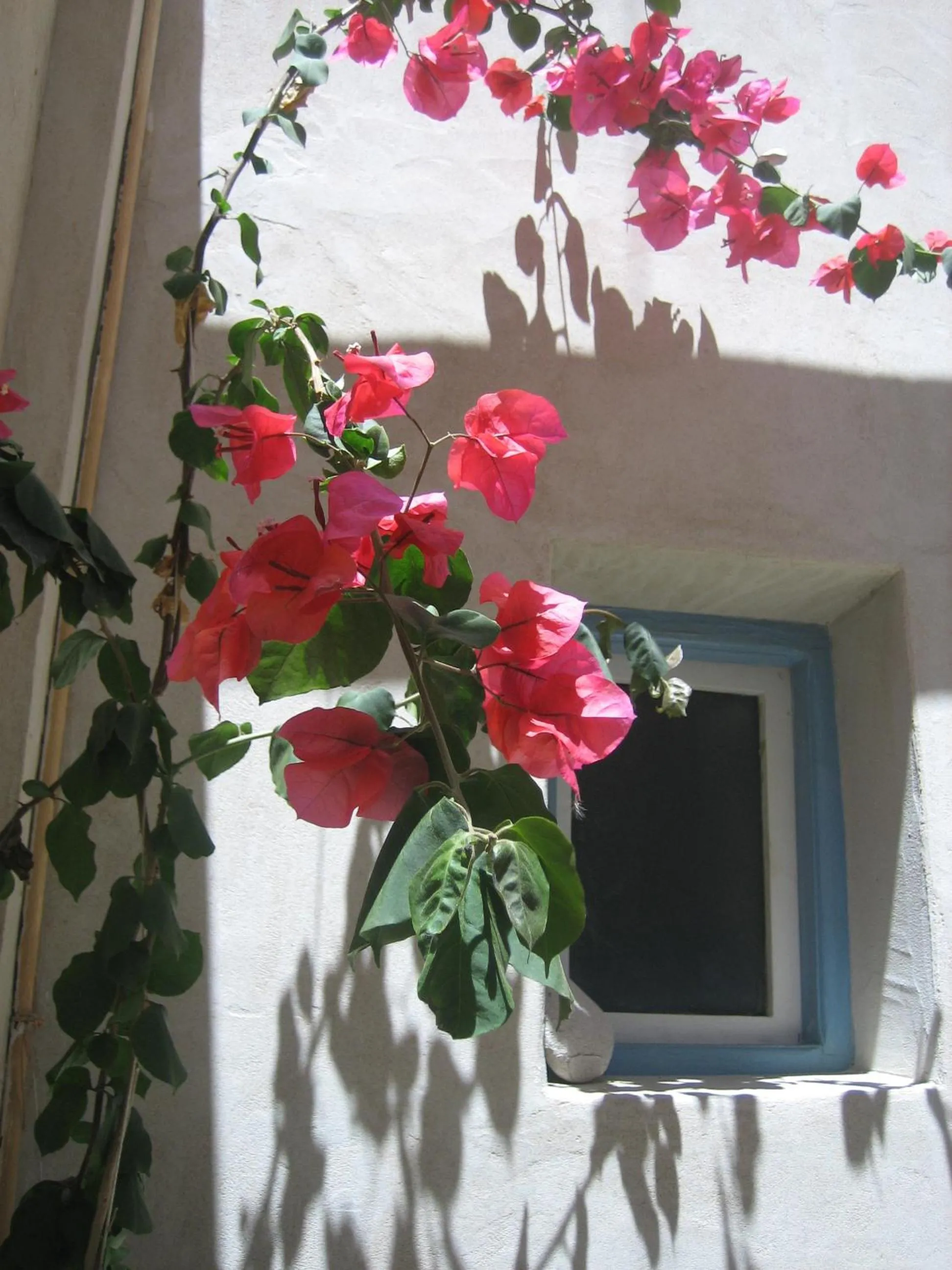 Garden in Studios Anemomilos