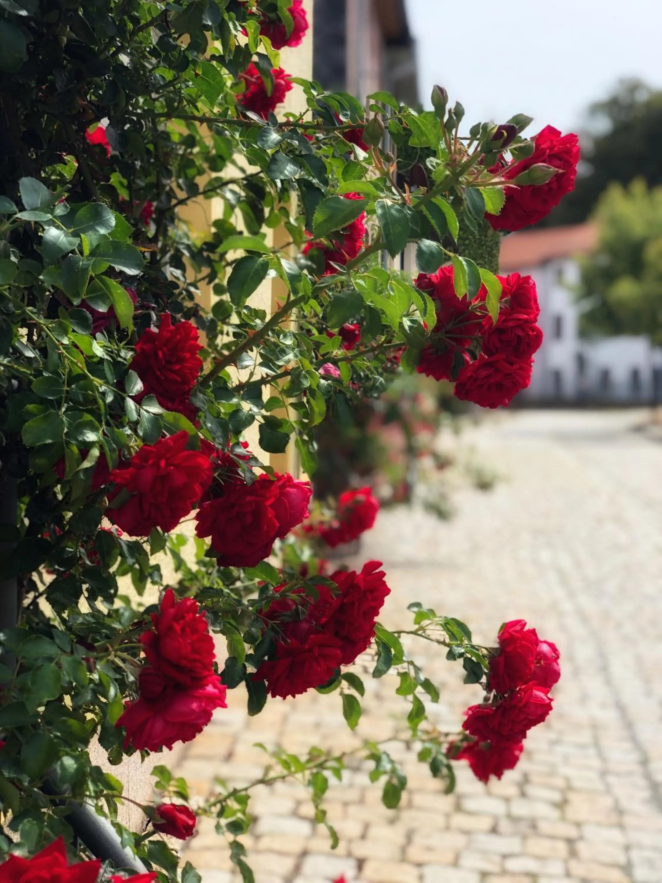 Garden in Rosen-Hotel