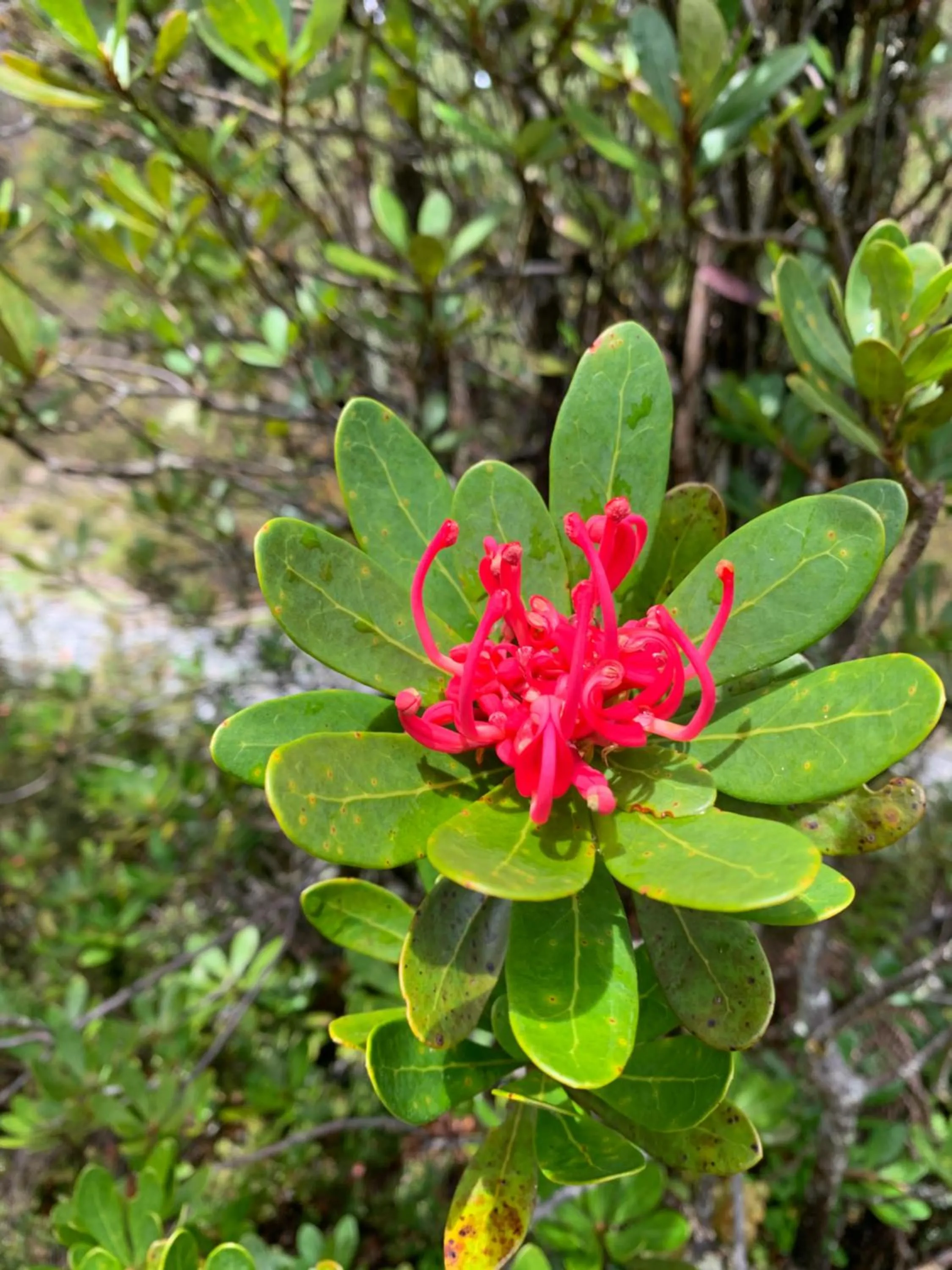 Spring in Cradle Highlander