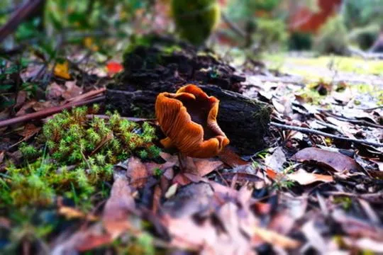 Spring in Cradle Highlander