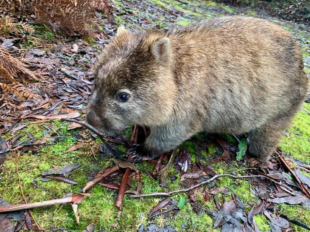 Natural landscape in Cradle Highlander