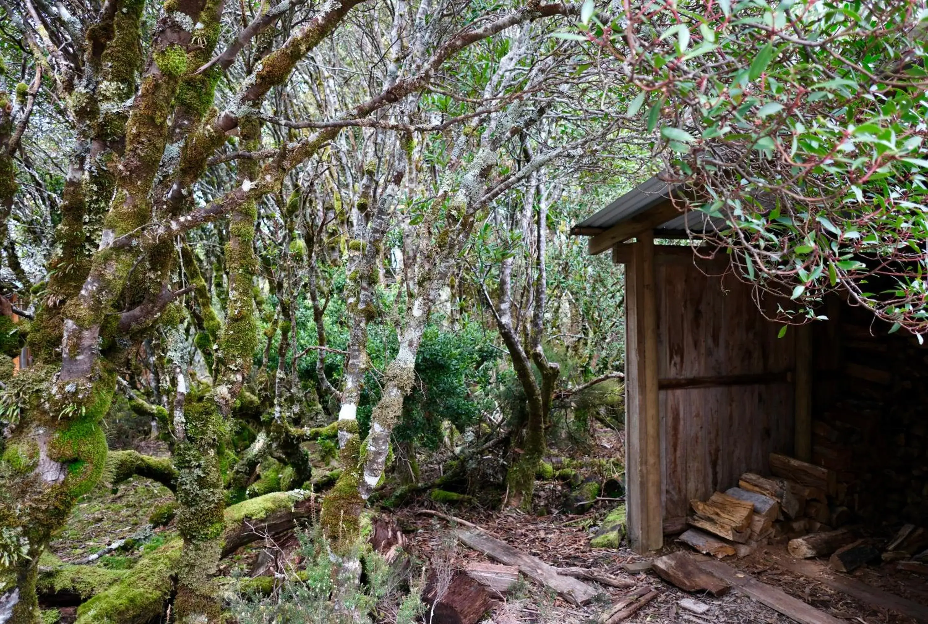 Forest View Two-Bedroom Cabin in Cradle Highlander Forest View Two-Bedroom Cabin in Cradle Highlander