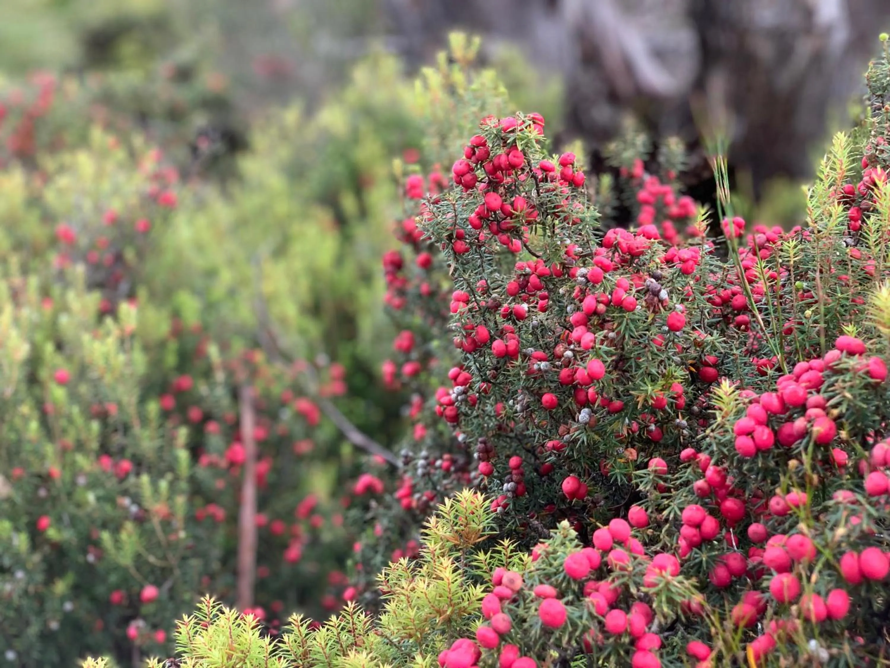 Spring in Cradle Highlander