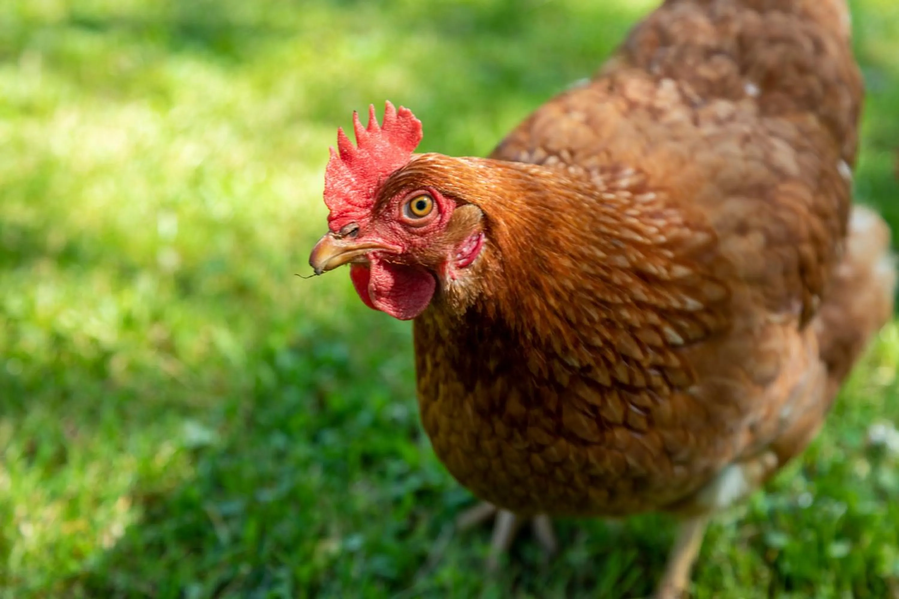 Activities in La Casona de Hermosa