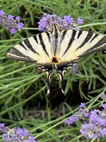 Garden in Le Couvent