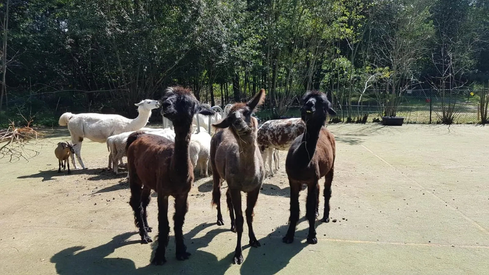 Activities in Landschloss Ernestgrün