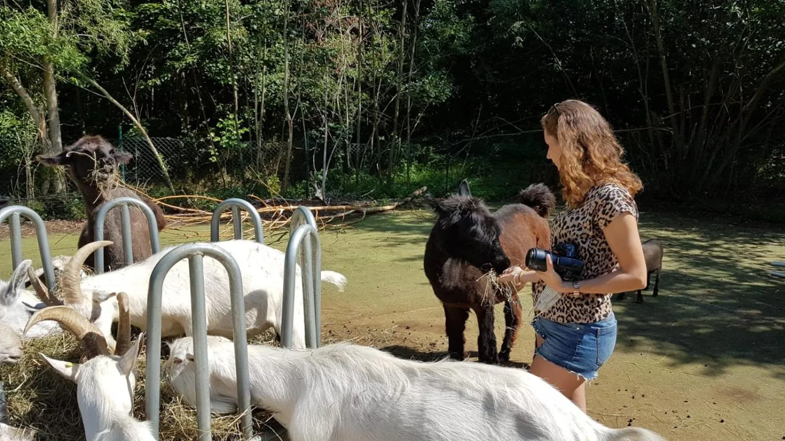 Activities in Landschloss Ernestgrün